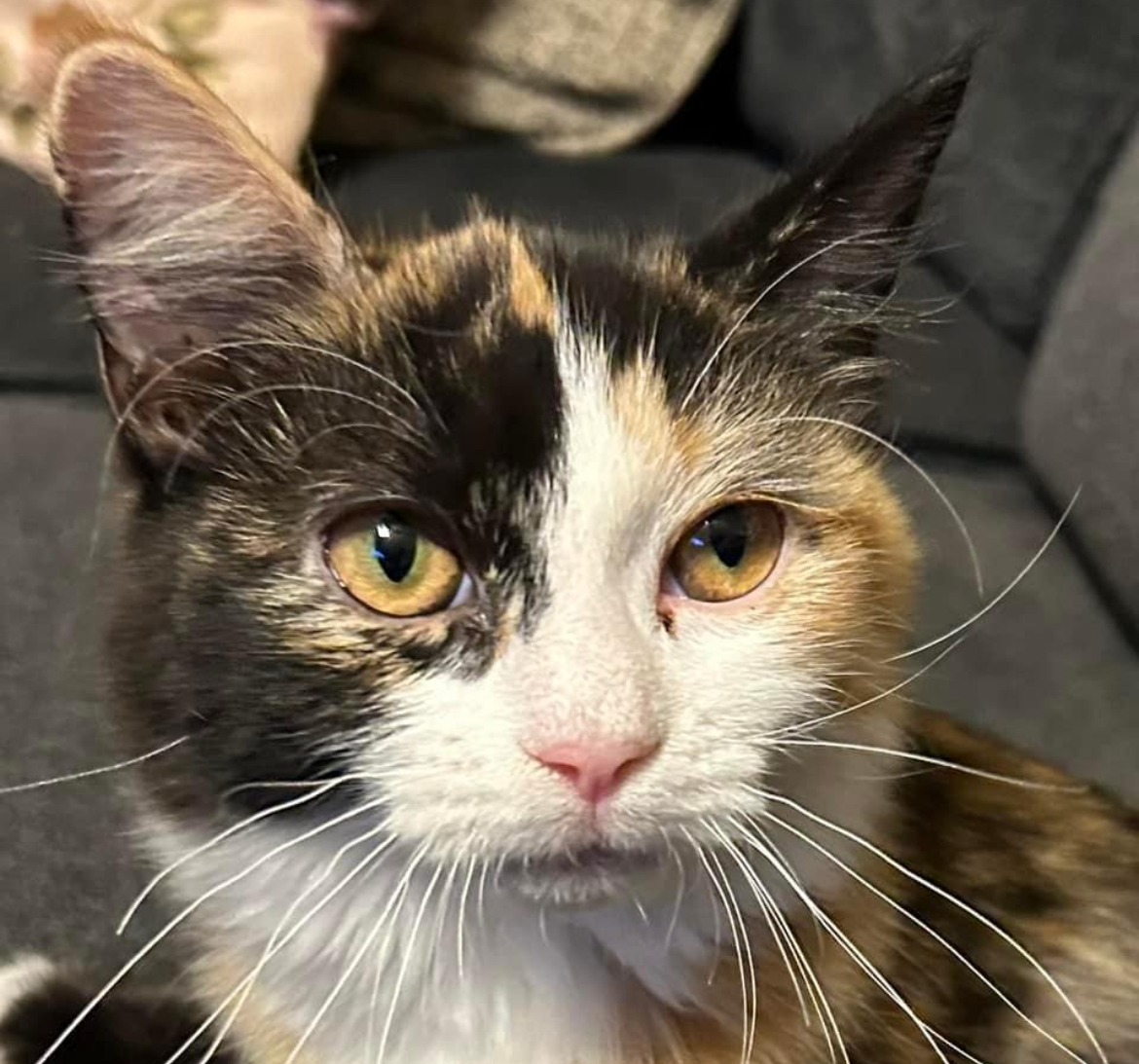 Wellsley, Adopted, Young Female Domestic Long Hair & Calico.