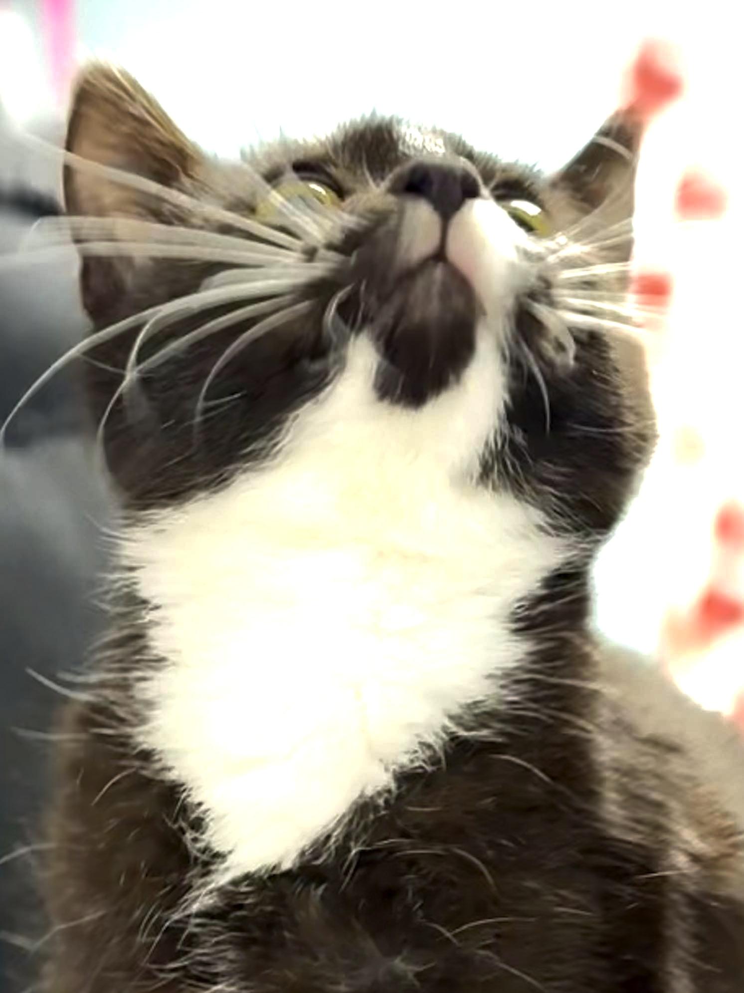 Enlarge Ember - Sweet and affectionate, a Adoptable Domestic Short Hair in Milwaukee, WI image 2/5