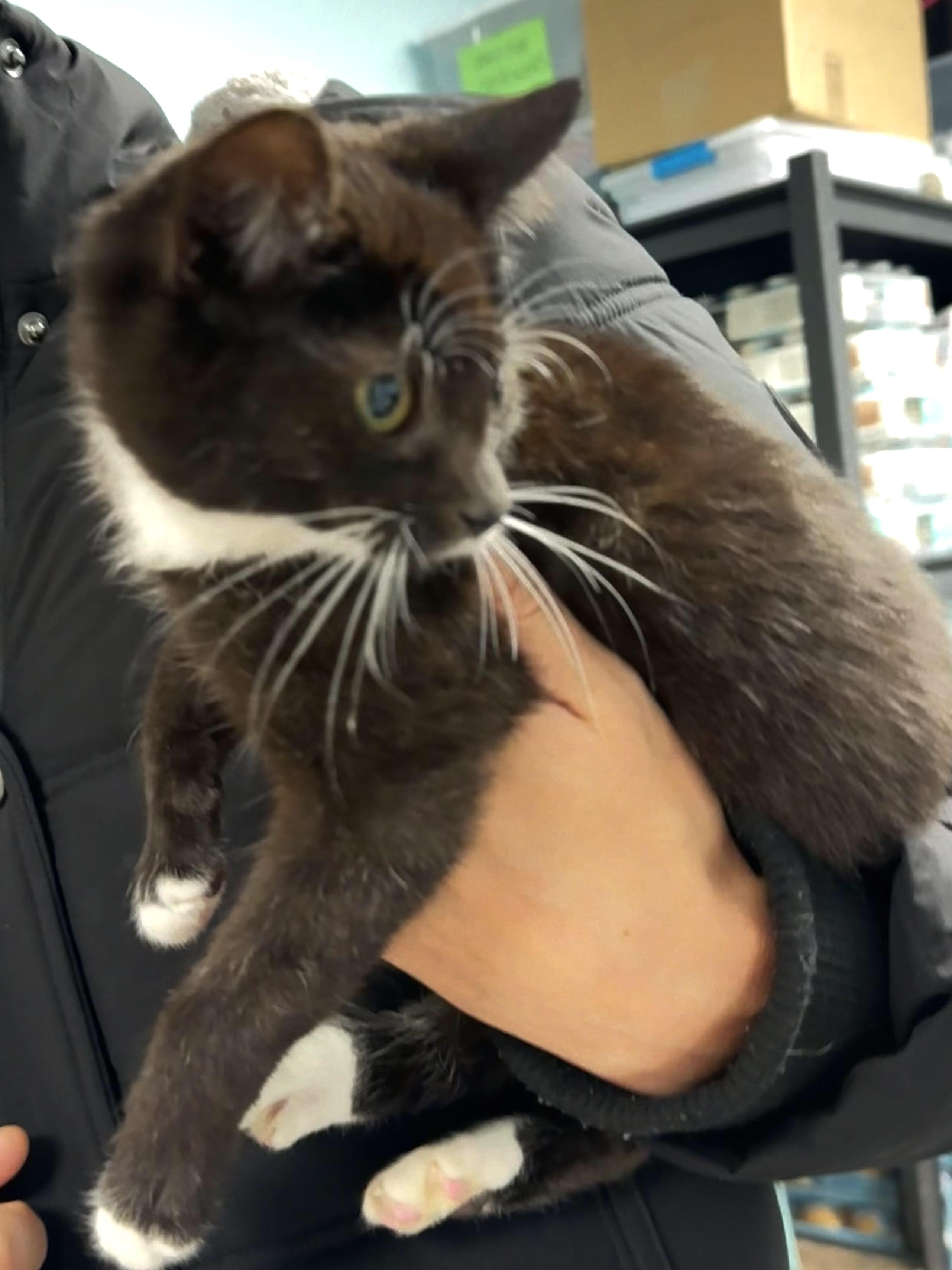 Enlarge Ember - Sweet and affectionate, a Adoptable Domestic Short Hair in Milwaukee, WI image 3/5