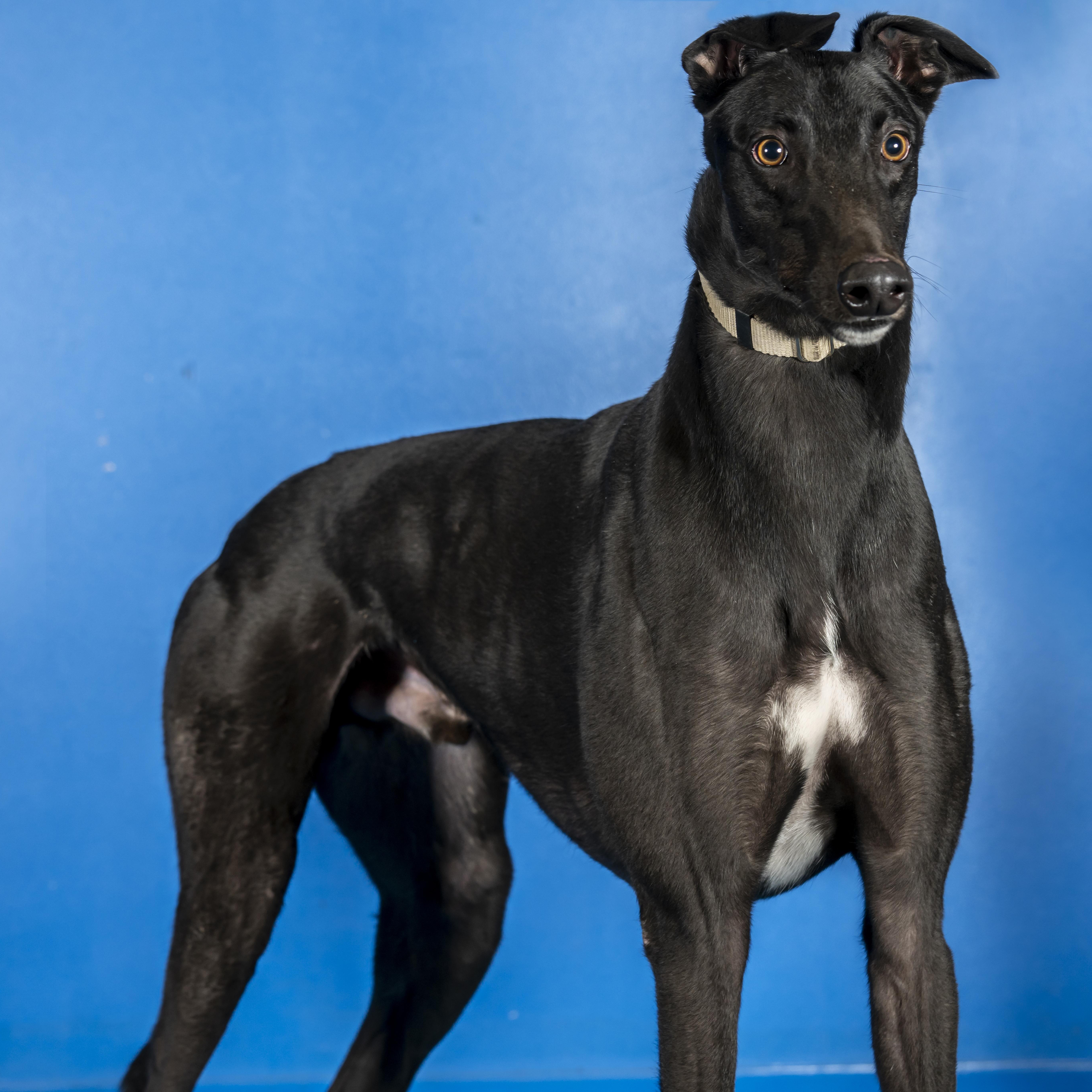 O Ya Dawg ~ Dougie "A", Adopted, Young Male Greyhound.