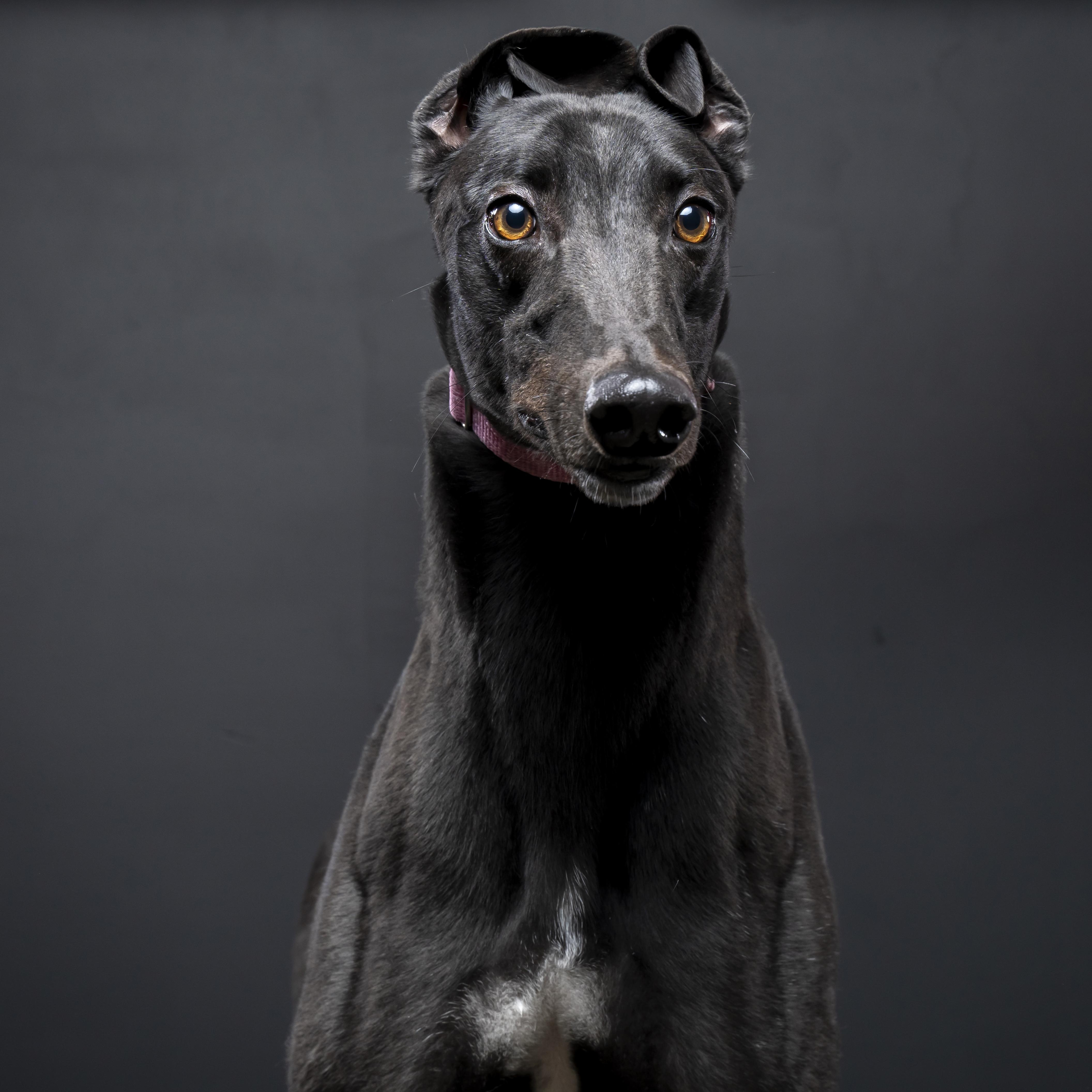 Enlarge O Ya Dawg ~ Dougie "A", a Adopted Greyhound in Augusta, ME image 2/2