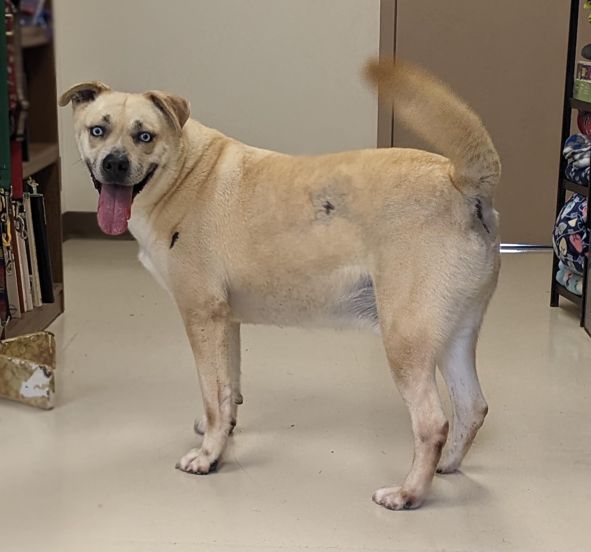 Enlarge Petey, a Adoptable mixed breed in Springfield, OH image 4/4