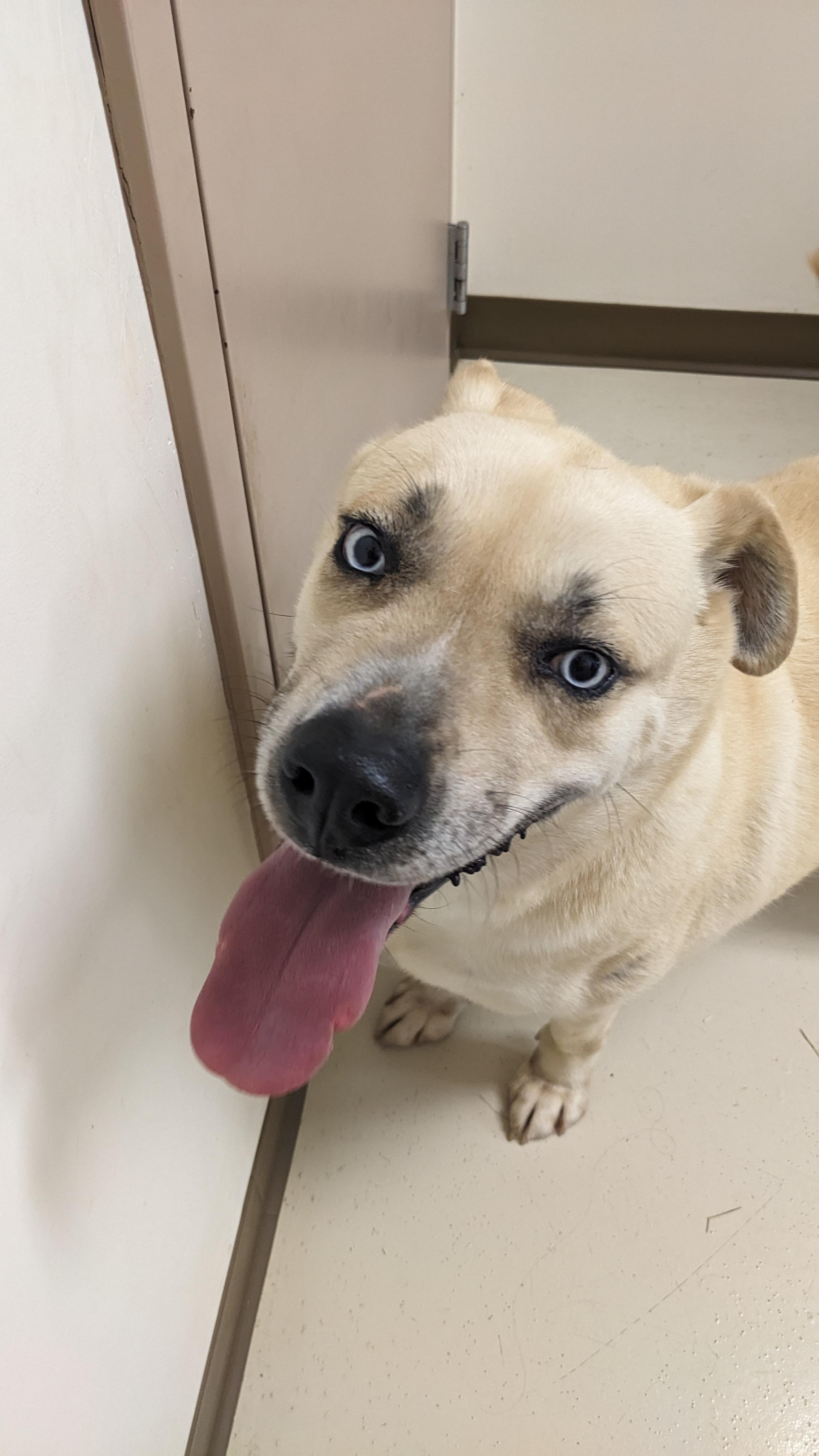 Enlarge Petey, a Adoptable mixed breed in Springfield, OH image 2/4