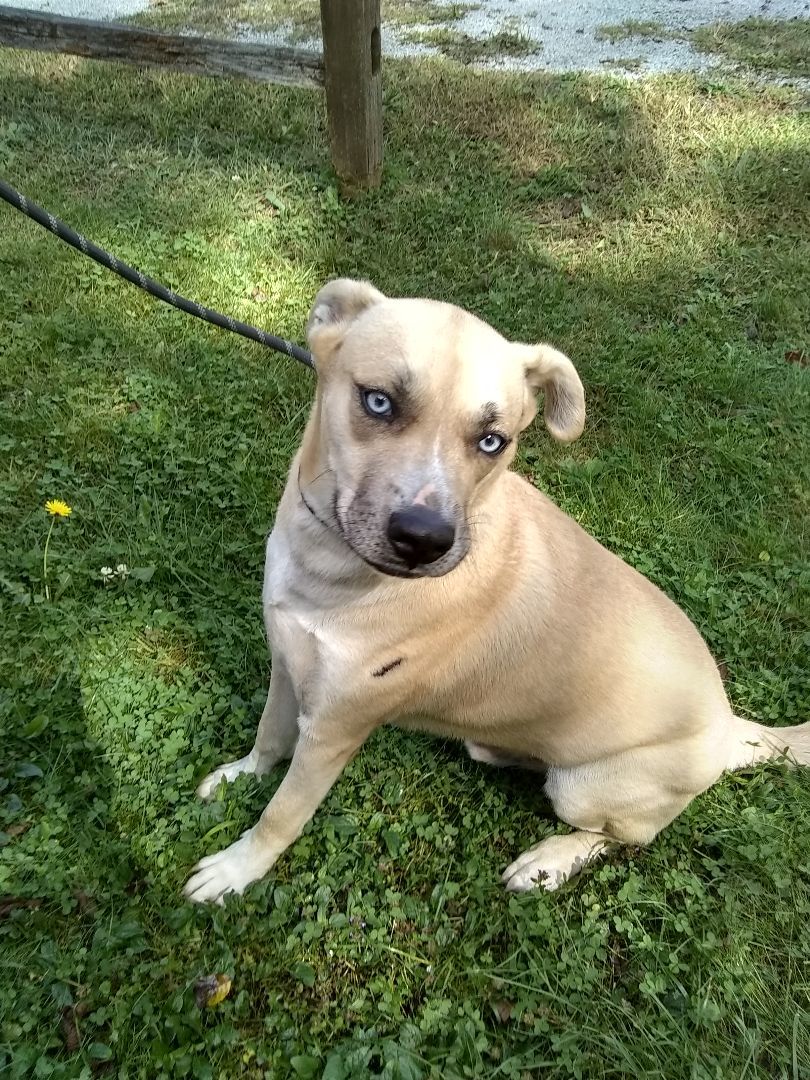 Enlarge Petey, a Adoptable mixed breed in Springfield, OH image 1/1