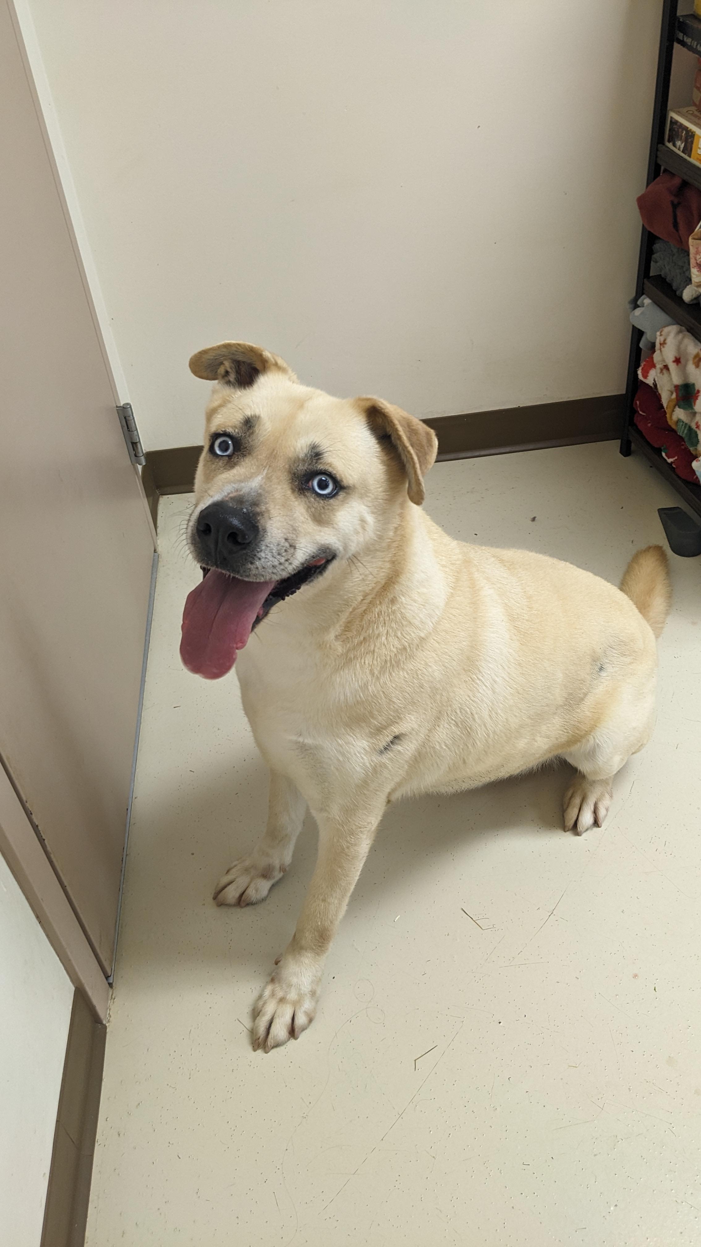 Enlarge Petey, a Adoptable mixed breed in Springfield, OH image 1/4
