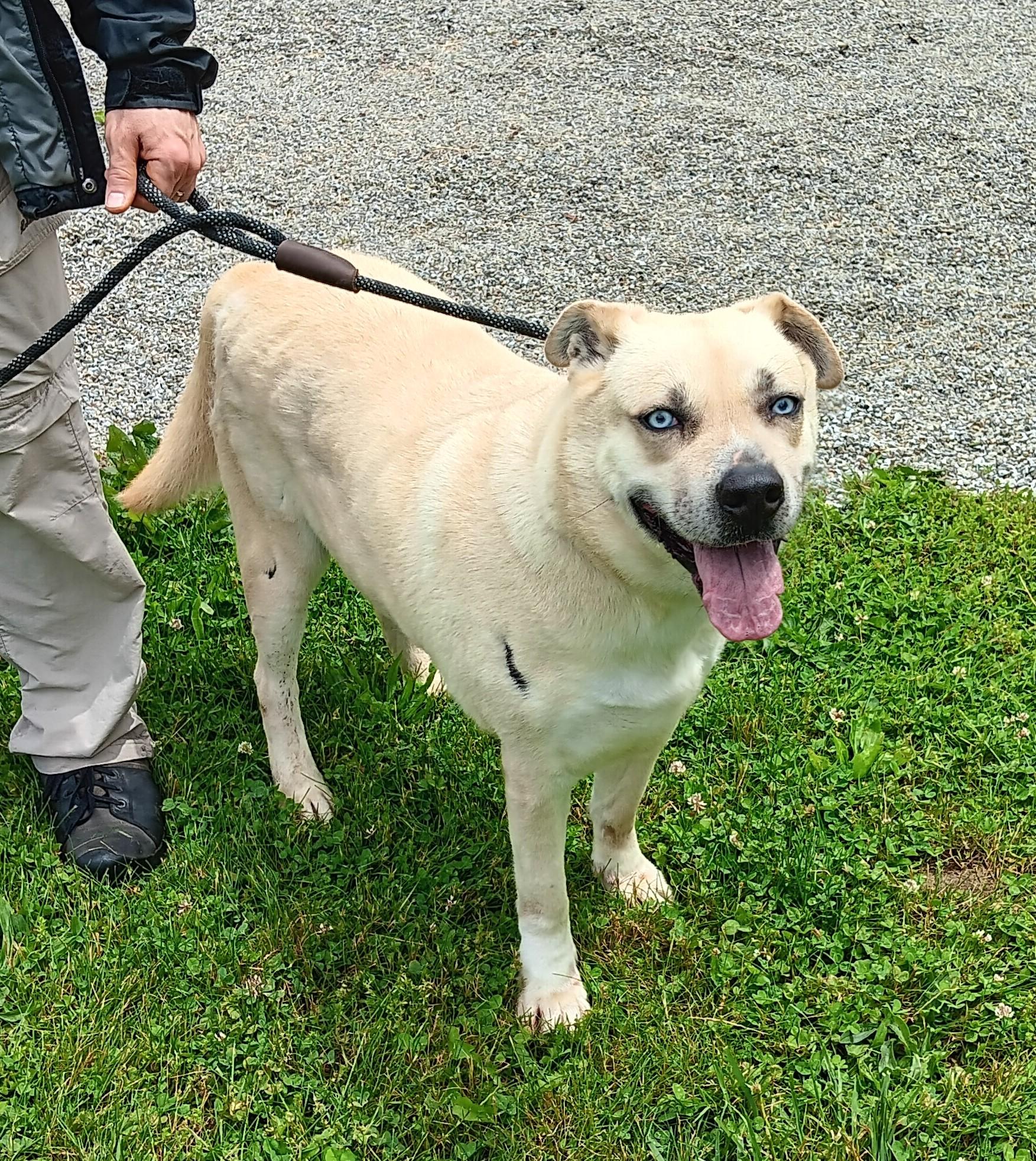 Enlarge Petey, a Adoptable mixed breed in Springfield, OH image 3/4