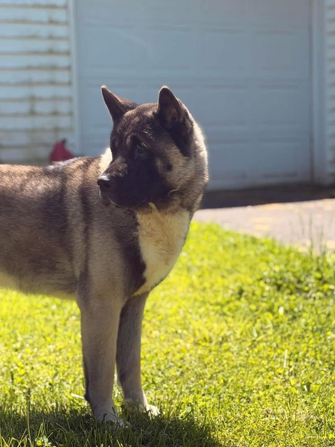 Tucker ( Tucky), a ADOPTABLE Akita in Toms River, NJ image 1/3