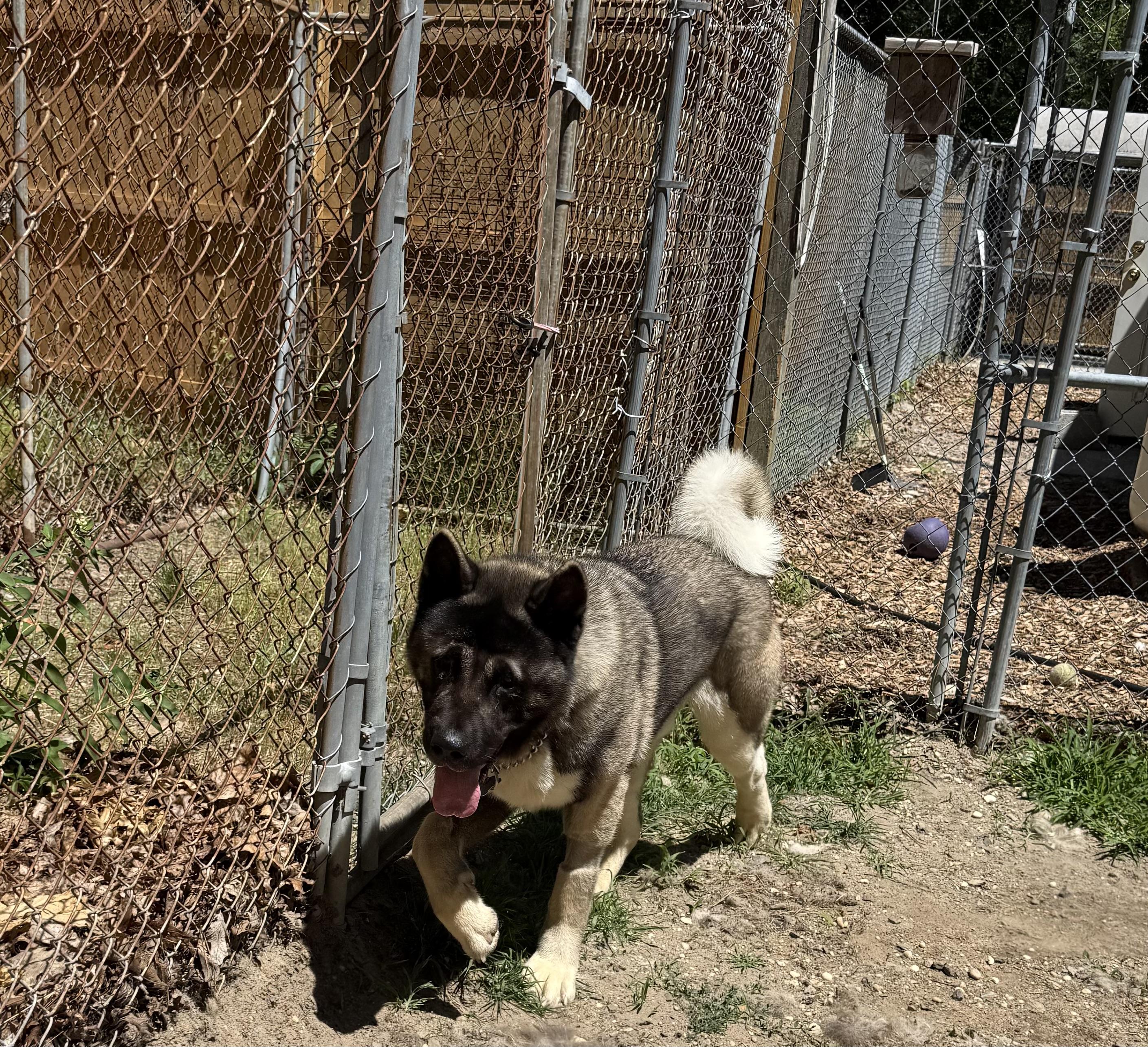Tucker ( Tucky), a ADOPTABLE Akita in Toms River, NJ image 2/3