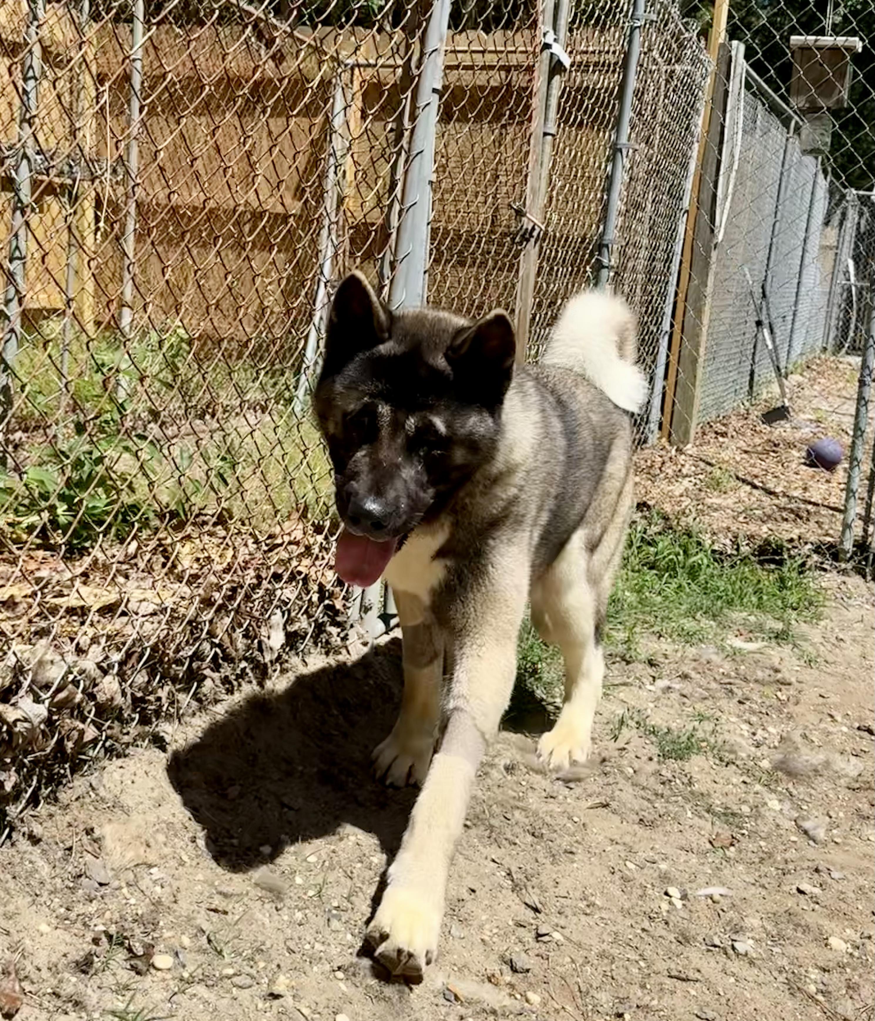 Tucker ( Tucky), a ADOPTABLE Akita in Toms River, NJ image 3/3
