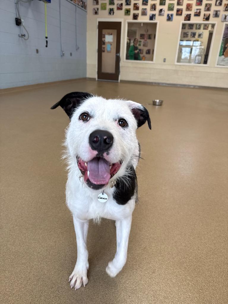 Lincoln, Adoptable, Adult Male Labrador Retriever.