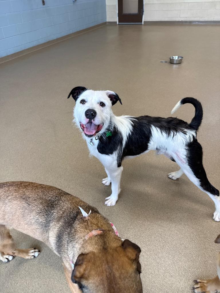 Enlarge Lincoln, a Adoptable mixed breed in North Syracuse, NY image 2/6