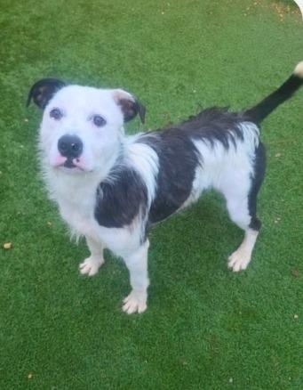 Enlarge Lincoln, a Adoptable mixed breed in North Syracuse, NY image 3/6