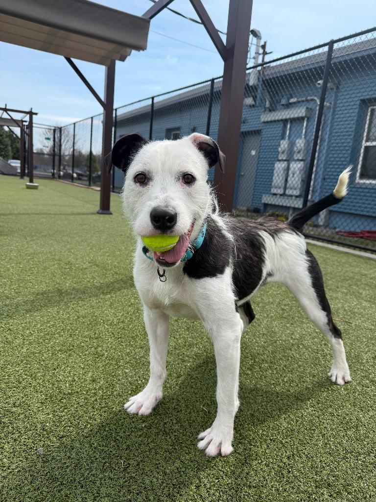 Enlarge Lincoln, a Adoptable mixed breed in North Syracuse, NY image 4/6