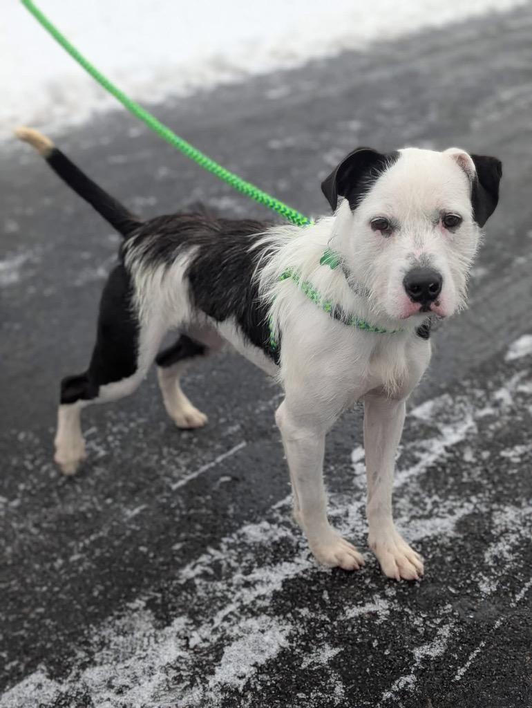 Enlarge Lincoln, a Adoptable mixed breed in North Syracuse, NY image 5/6