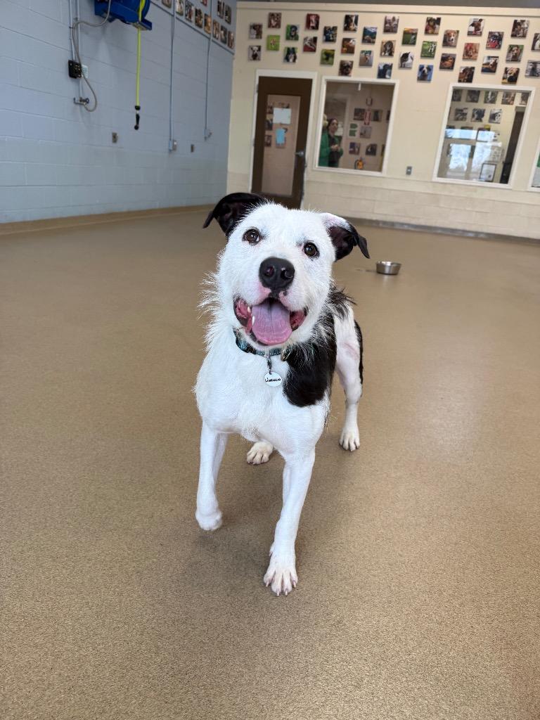 Enlarge Lincoln, a Adoptable mixed breed in North Syracuse, NY image 6/6