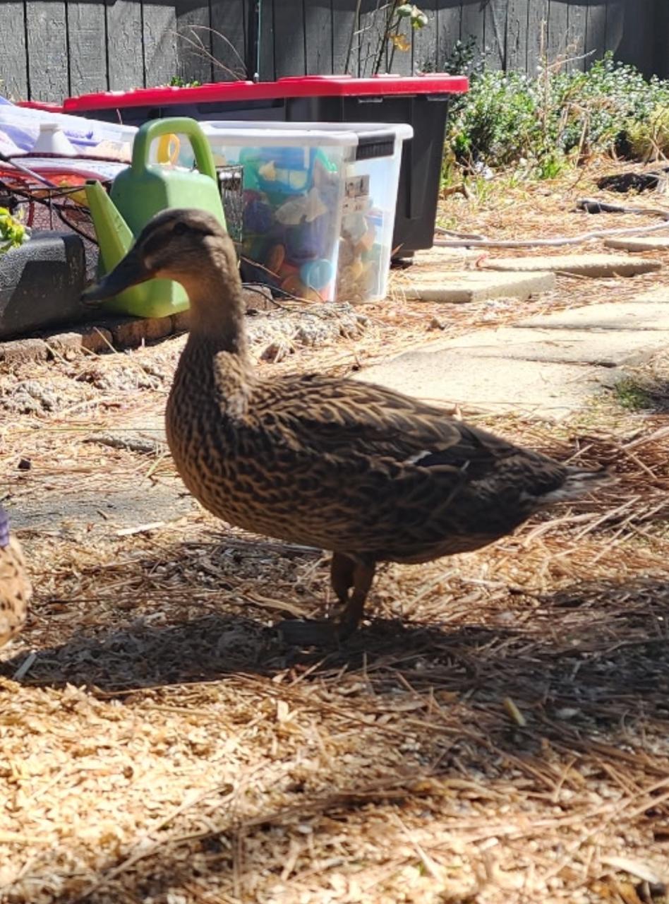 Poppy, adopted, Young Female Duck.