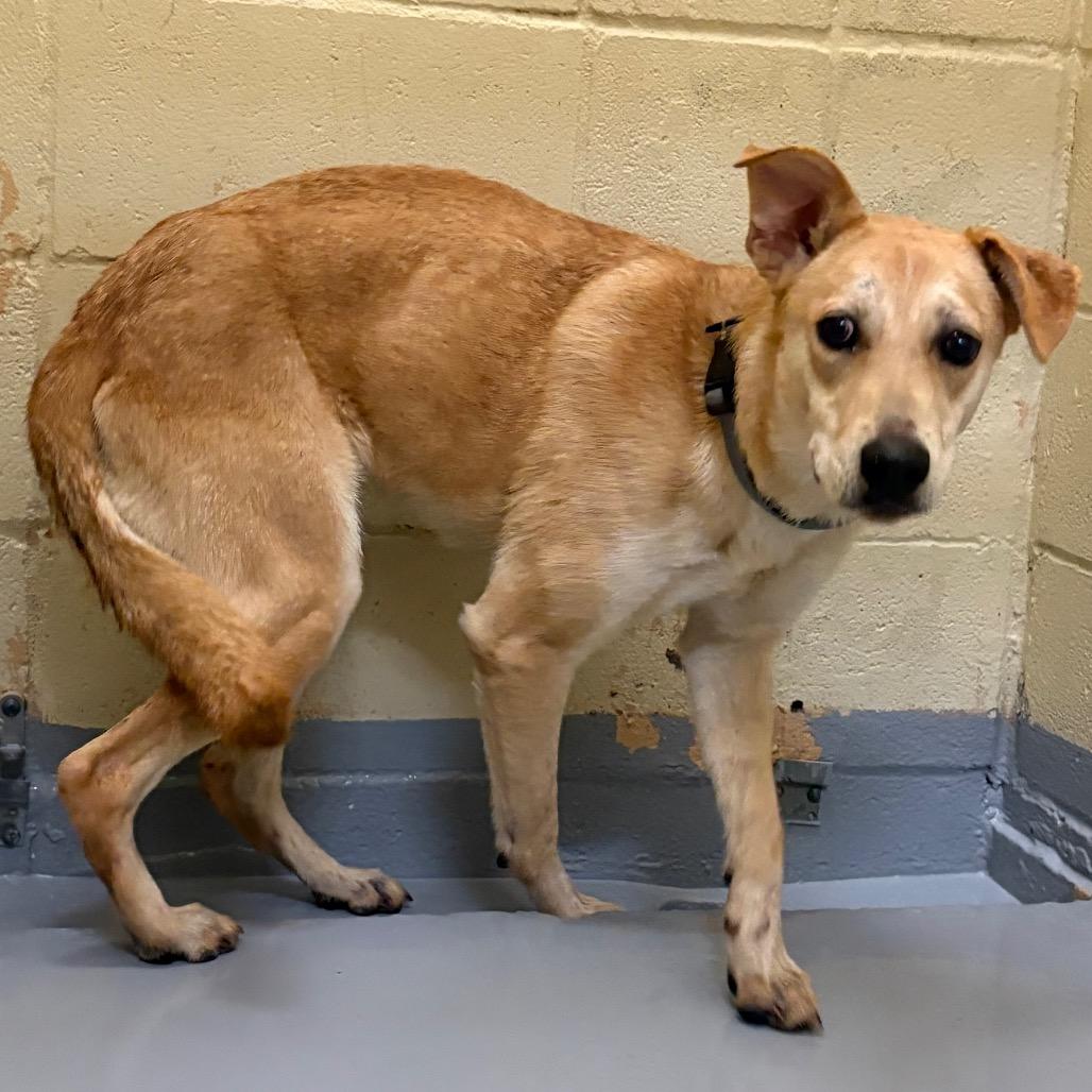 Monroe, Adoptable, Young Female Labrador Retriever.