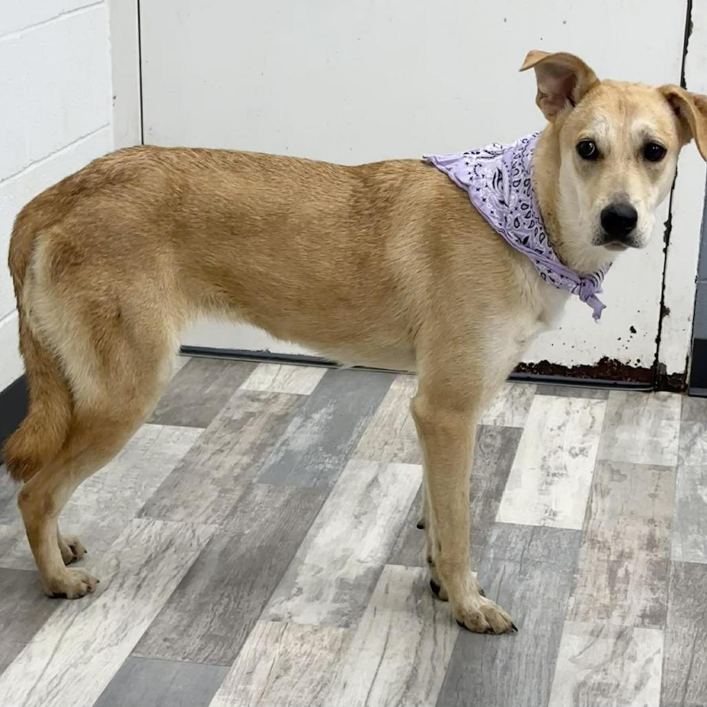 Enlarge Monroe, a Adoptable Labrador Retriever in Lufkin, TX image 2/2