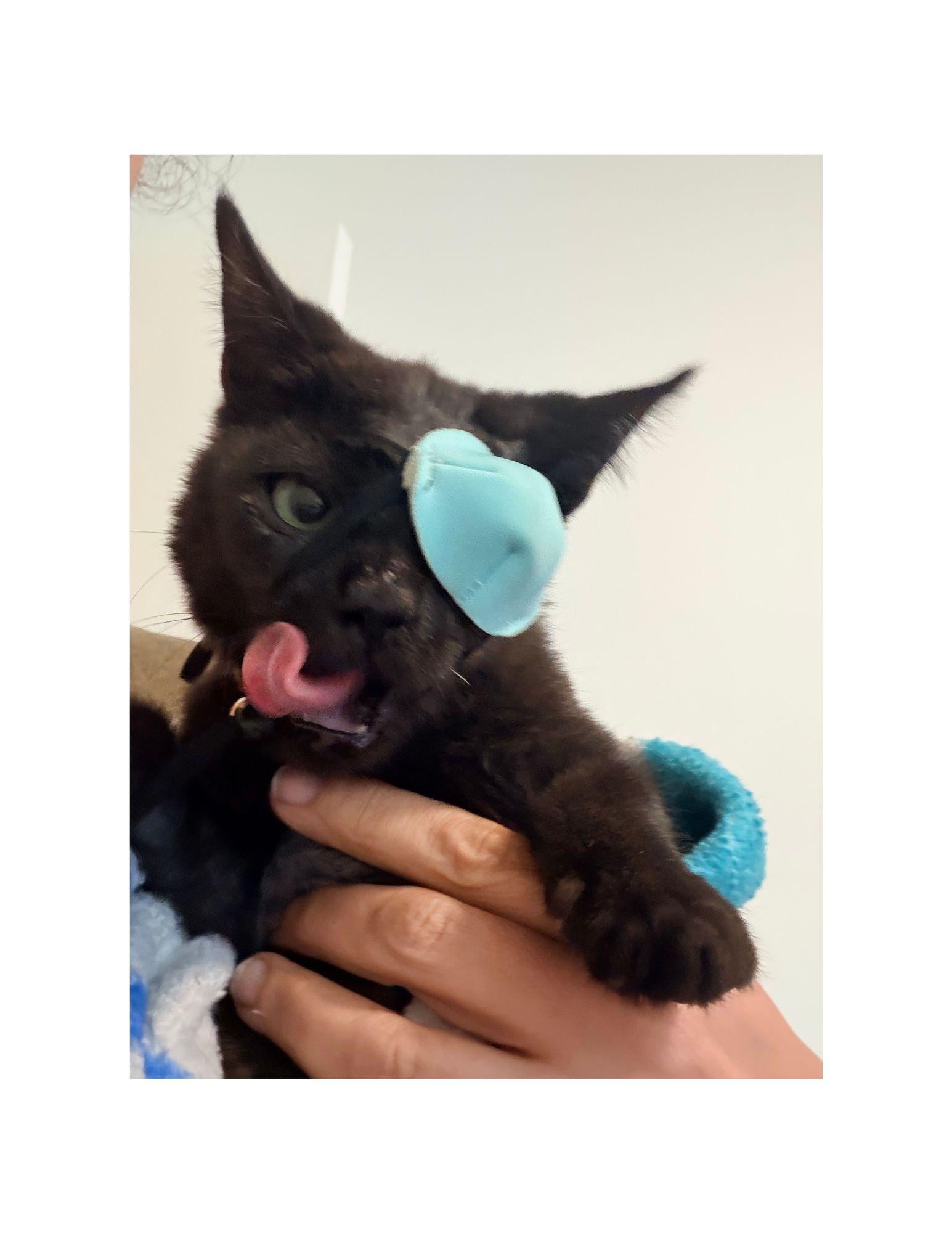 Wanaie, adopted, Young Male Domestic Short Hair.