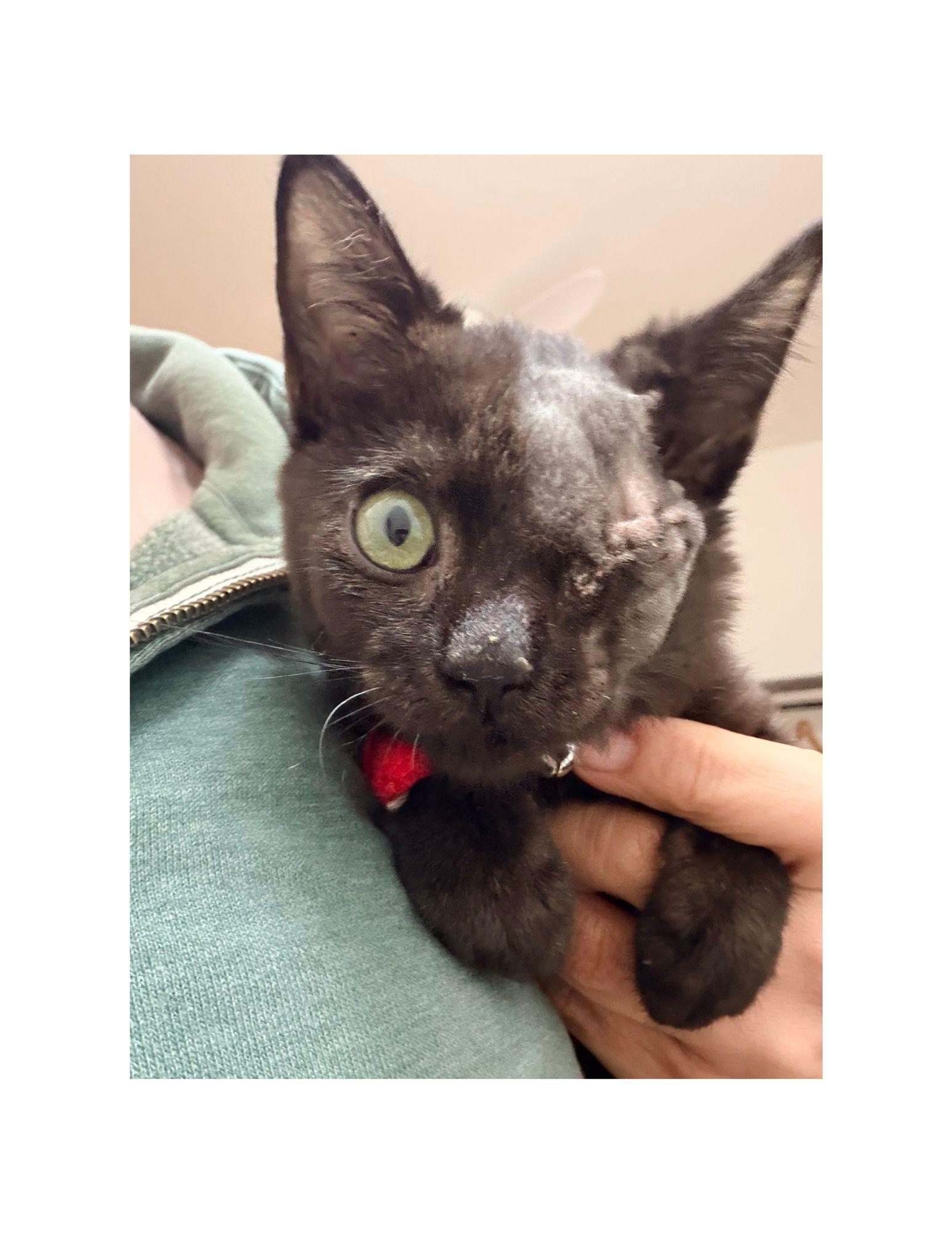 Wanaie, an adopted mixed breed in Huntington Beach, CA image 2/2