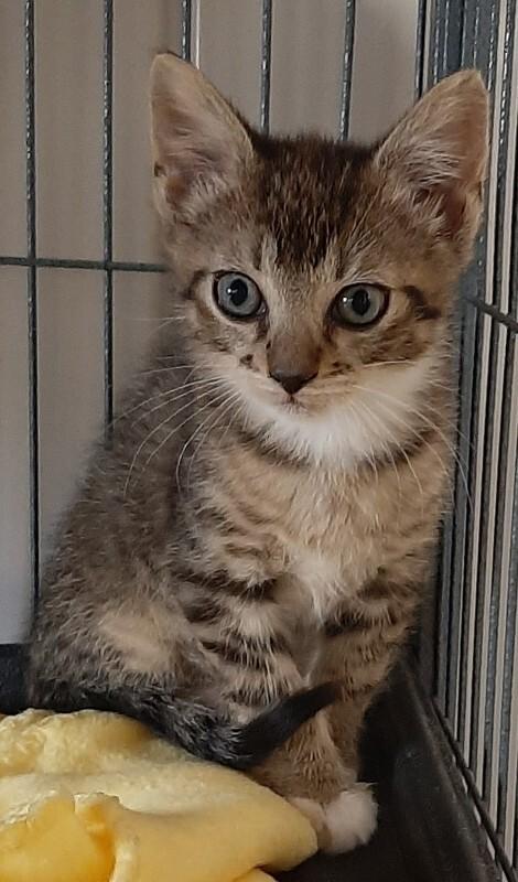 Garth, Adoptable, Kitten Male Domestic Short Hair.
