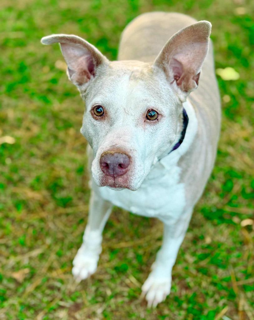 Doris aka Dora, Adoptable, Senior Female Pit Bull Terrier & Mixed Breed.