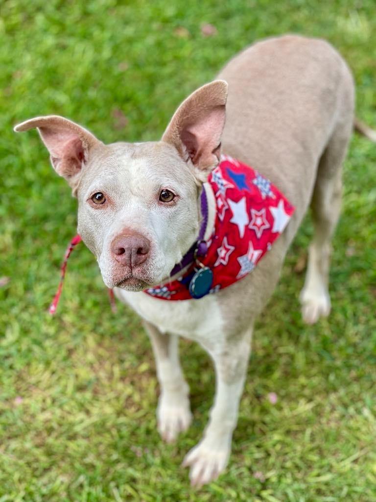Doris aka Dora, Adoptable, Senior Female Pit Bull Terrier & Mixed Breed.