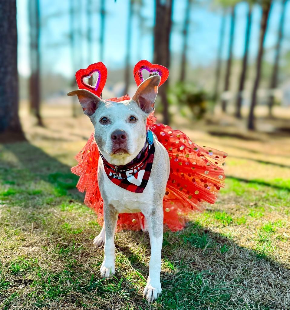 Doris aka Dora, a Adoptable Pit Bull Terrier in Macon, GA image 2/6