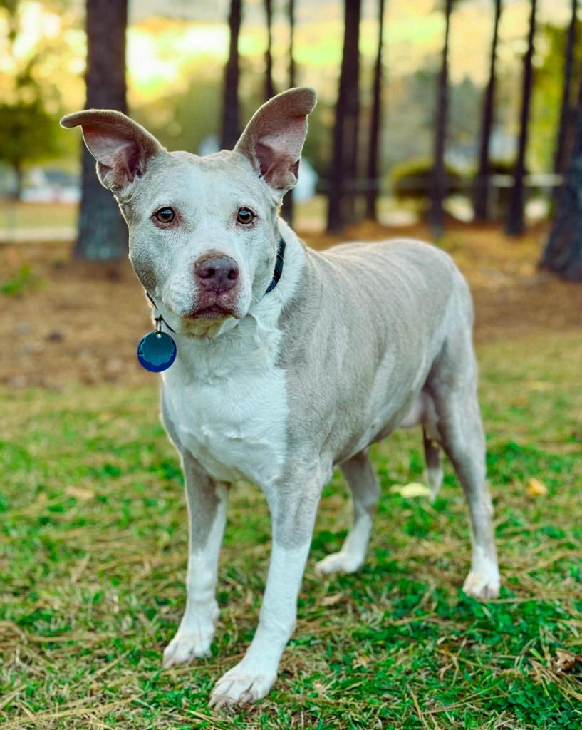 Doris aka Dora, a Adoptable Pit Bull Terrier in Macon, GA image 3/6