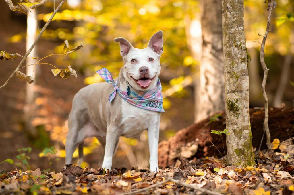Doris aka Dora, a Adoptable Pit Bull Terrier in Macon, GA image 4/6