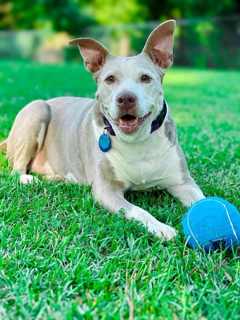Doris aka Dora, a Adoptable Pit Bull Terrier in Macon, GA image 5/6