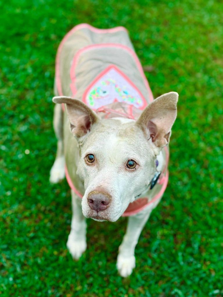 Enlarge Doris aka Dora, a Adoptable mixed breed in Macon, GA image 5/6