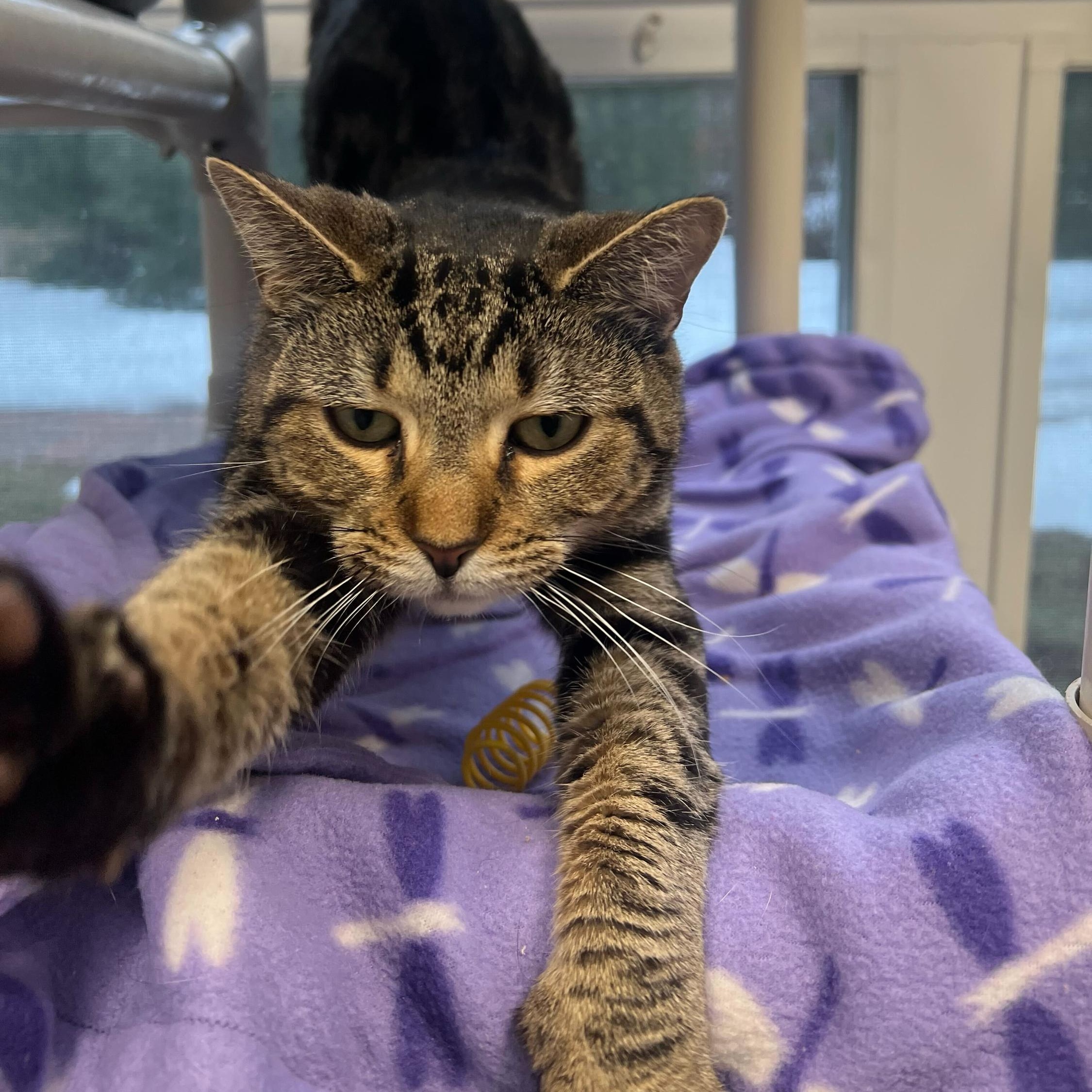 Enlarge Silicon, an adopted Domestic Short Hair in North Haven, CT image 3/4