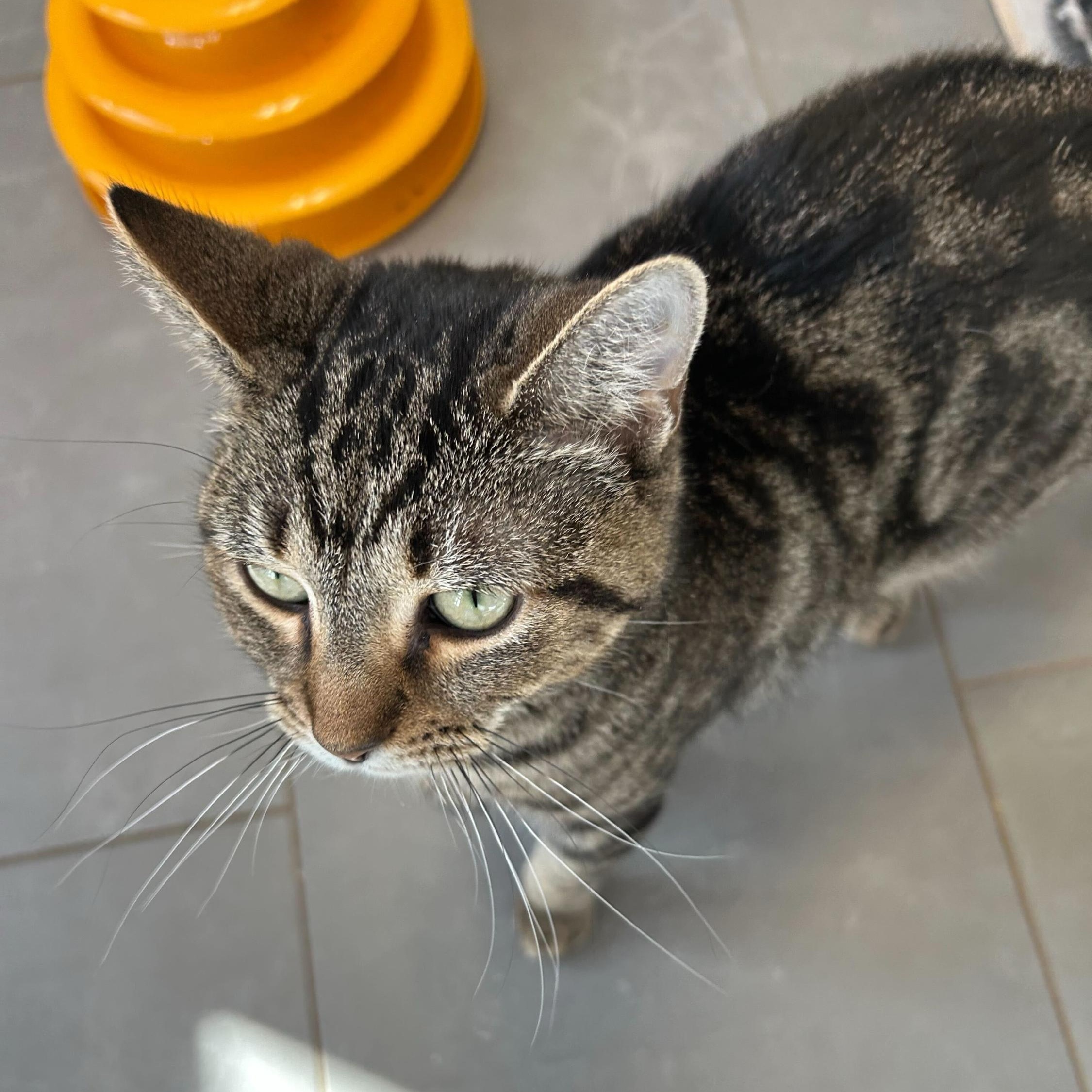 Enlarge Silicon, an adopted Domestic Short Hair in North Haven, CT image 2/4