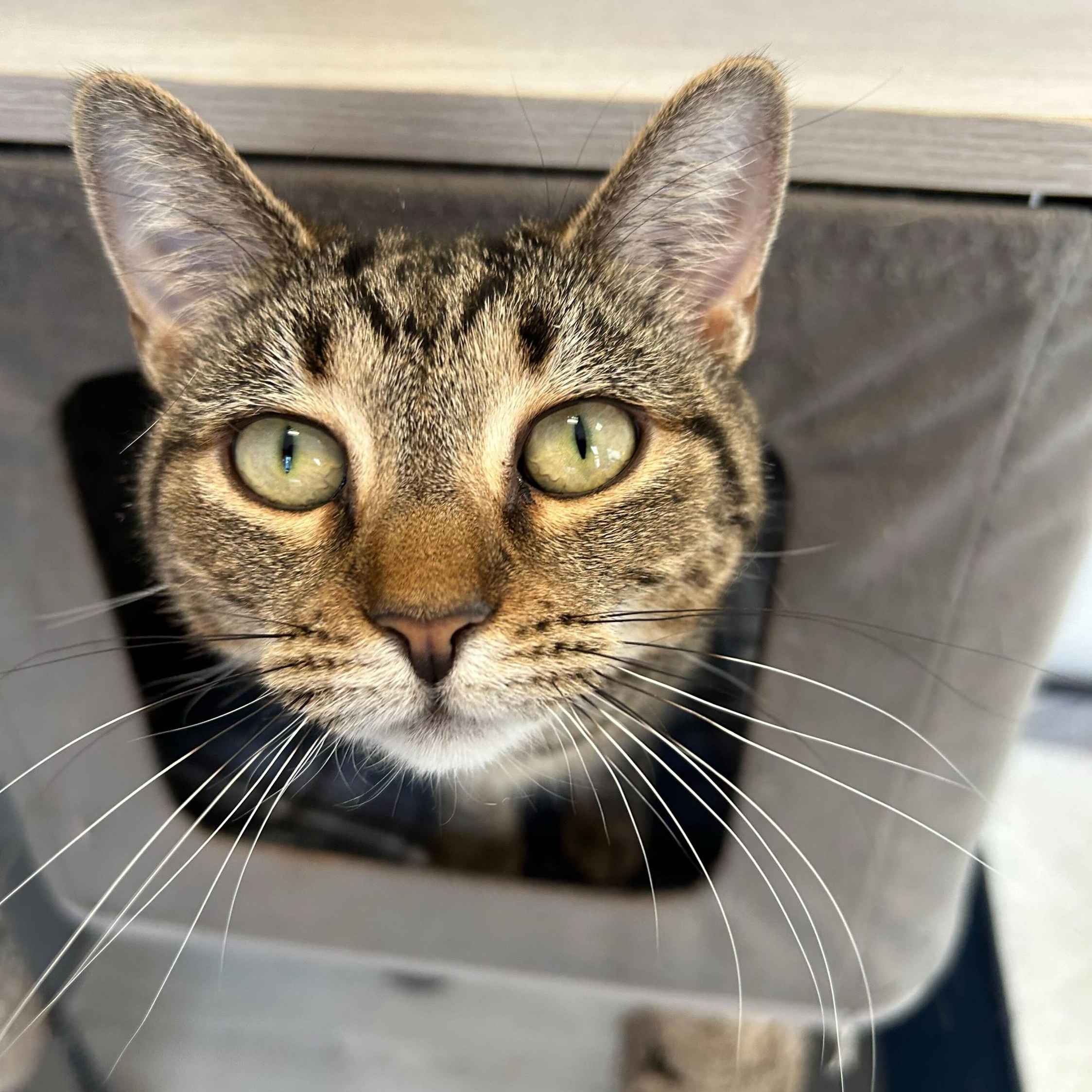 Enlarge Silicon, an adopted Domestic Short Hair in North Haven, CT image 4/4