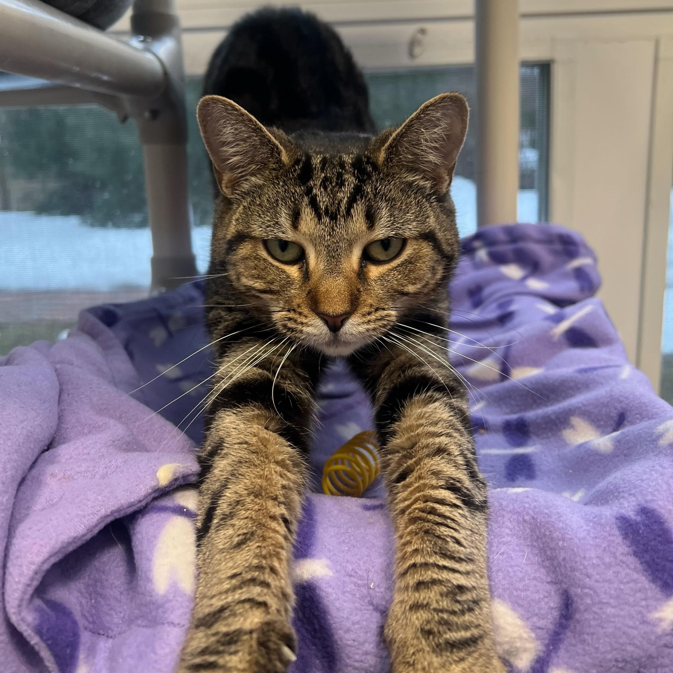 Silicon, adopted, Young Female Domestic Short Hair.