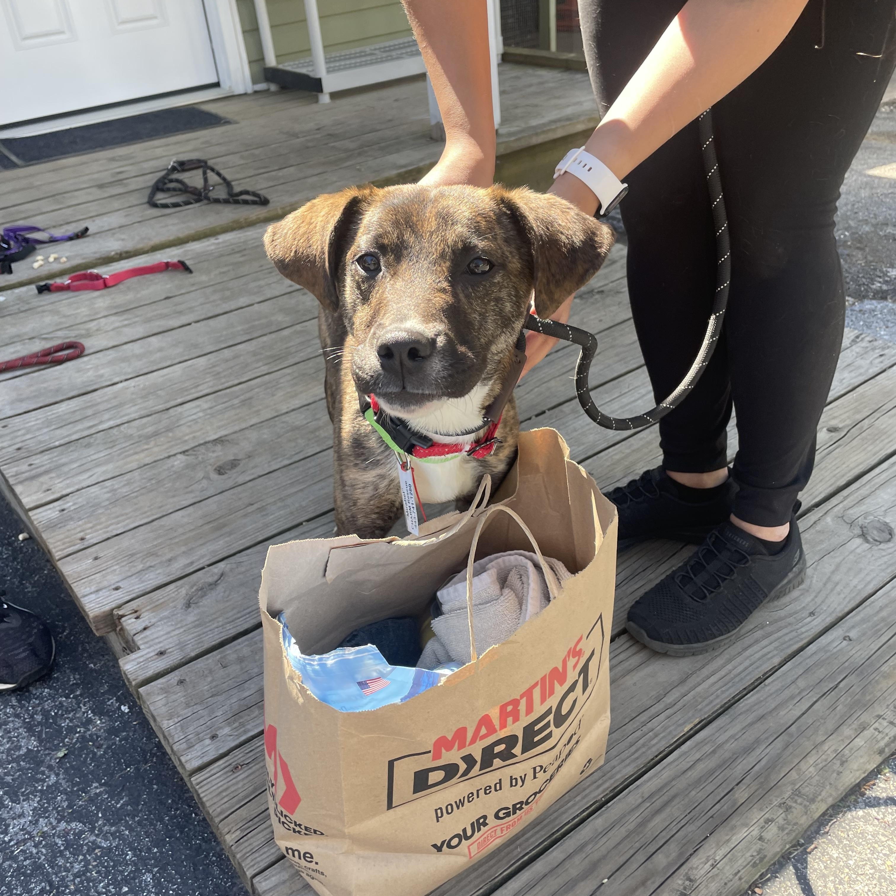 Mirabel, an adoptable mixed breed in Columbia, MD image 3/6