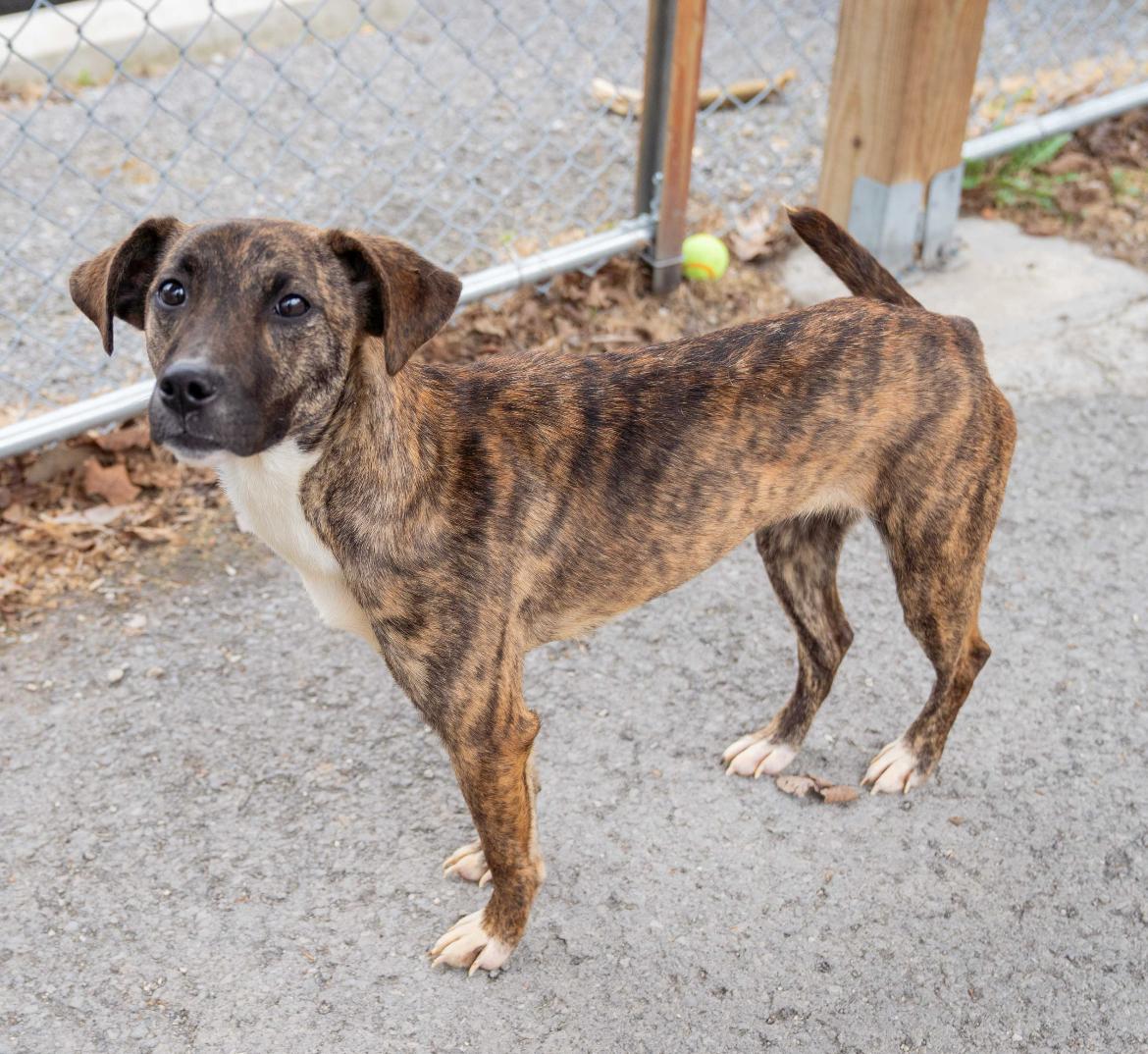 Mirabel, adoptable, Adult Female Mixed Breed.