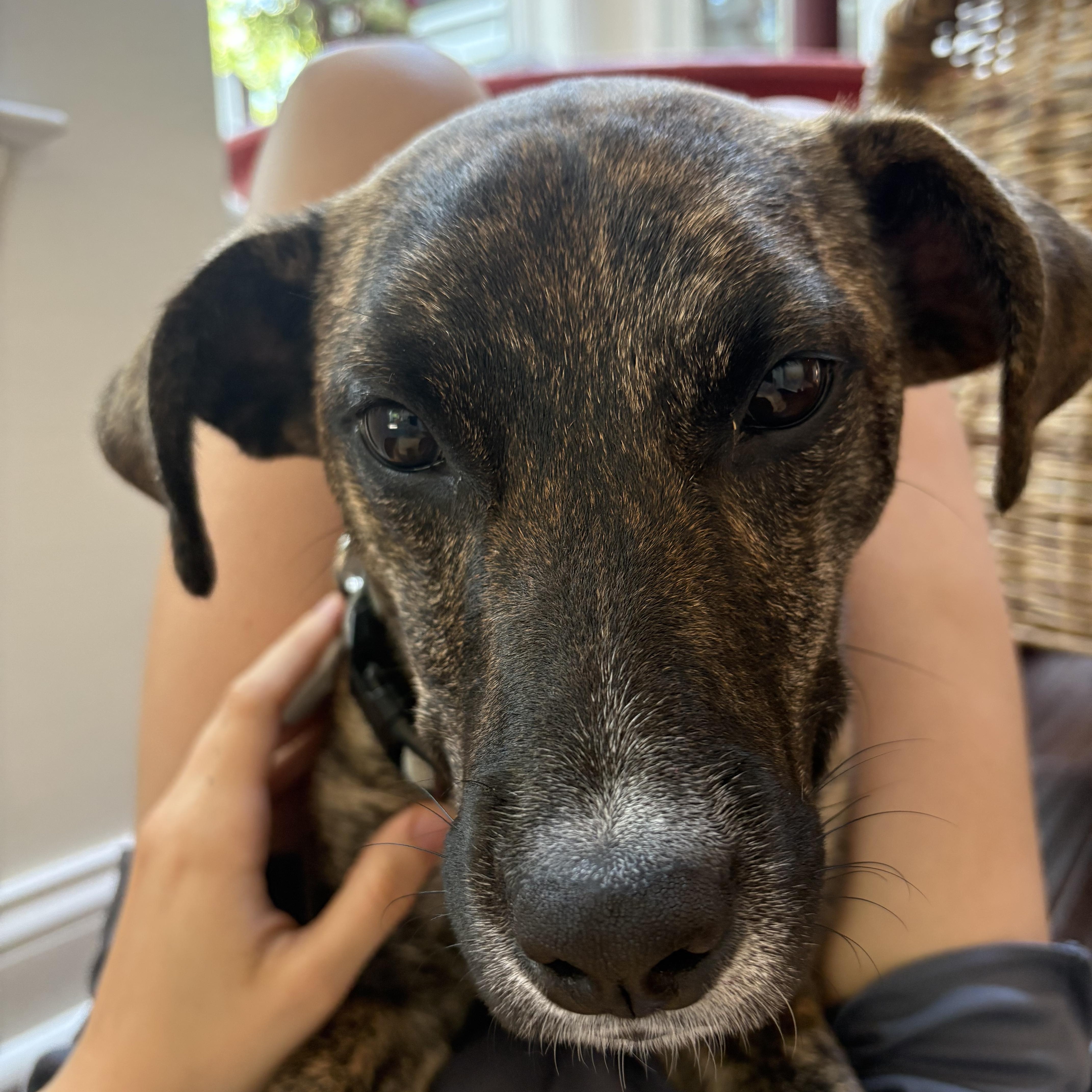 Mirabel, an adoptable mixed breed in Columbia, MD image 2/6