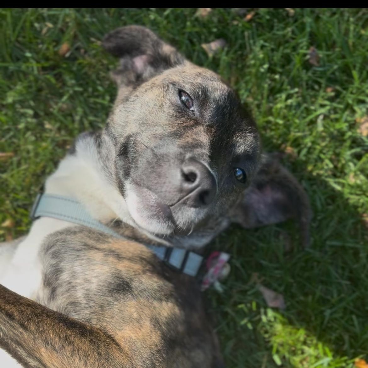 Mirabel, an adoptable mixed breed in Columbia, MD image 6/6