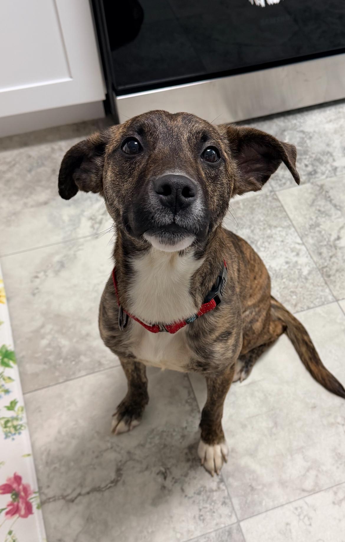 Mirabel, an adoptable mixed breed in Columbia, MD image 5/6