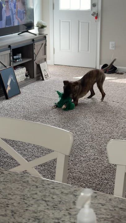 Enlarge Mirabel, an adoptable mixed breed in Columbia, MD video 4/6