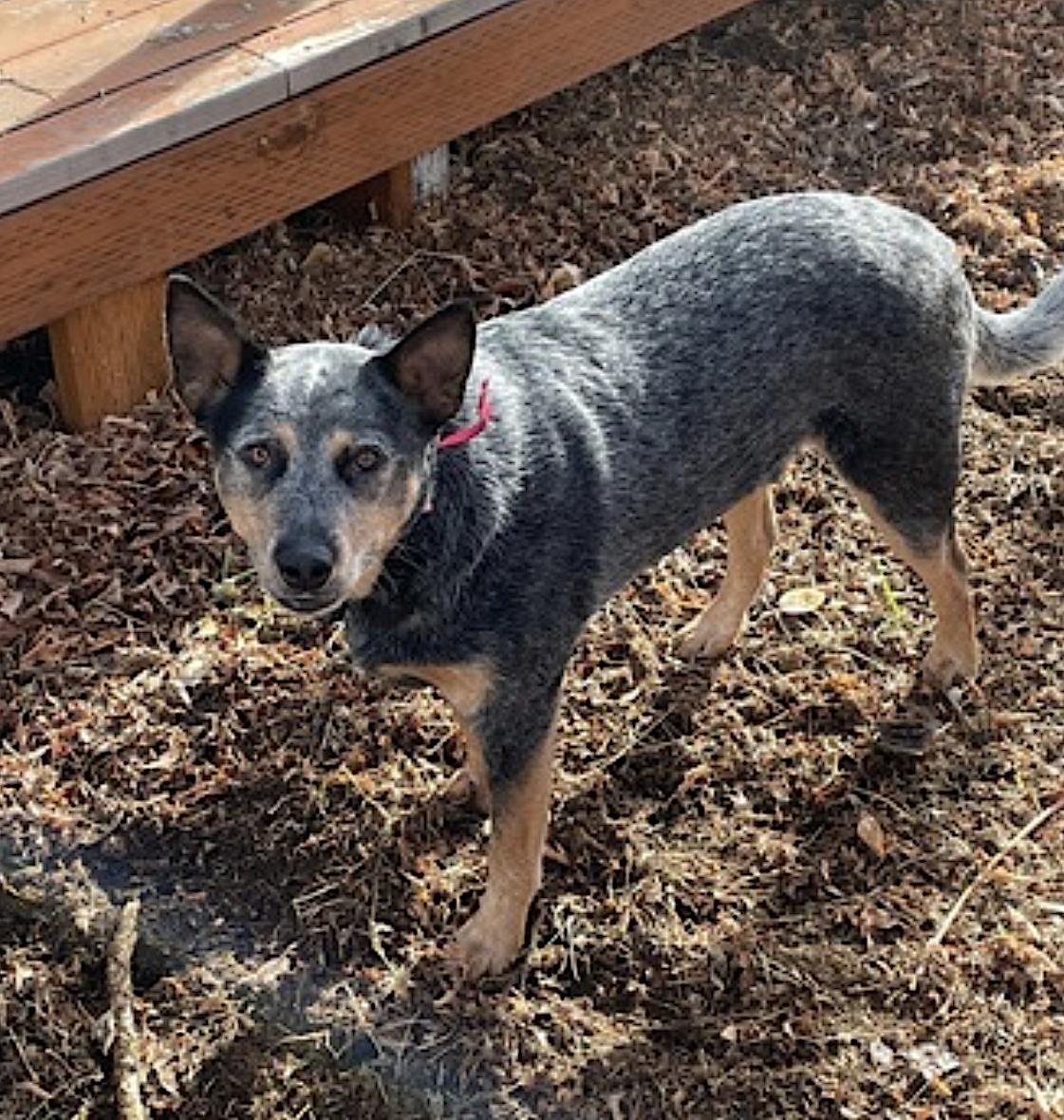 Ranger — thumbnail 2