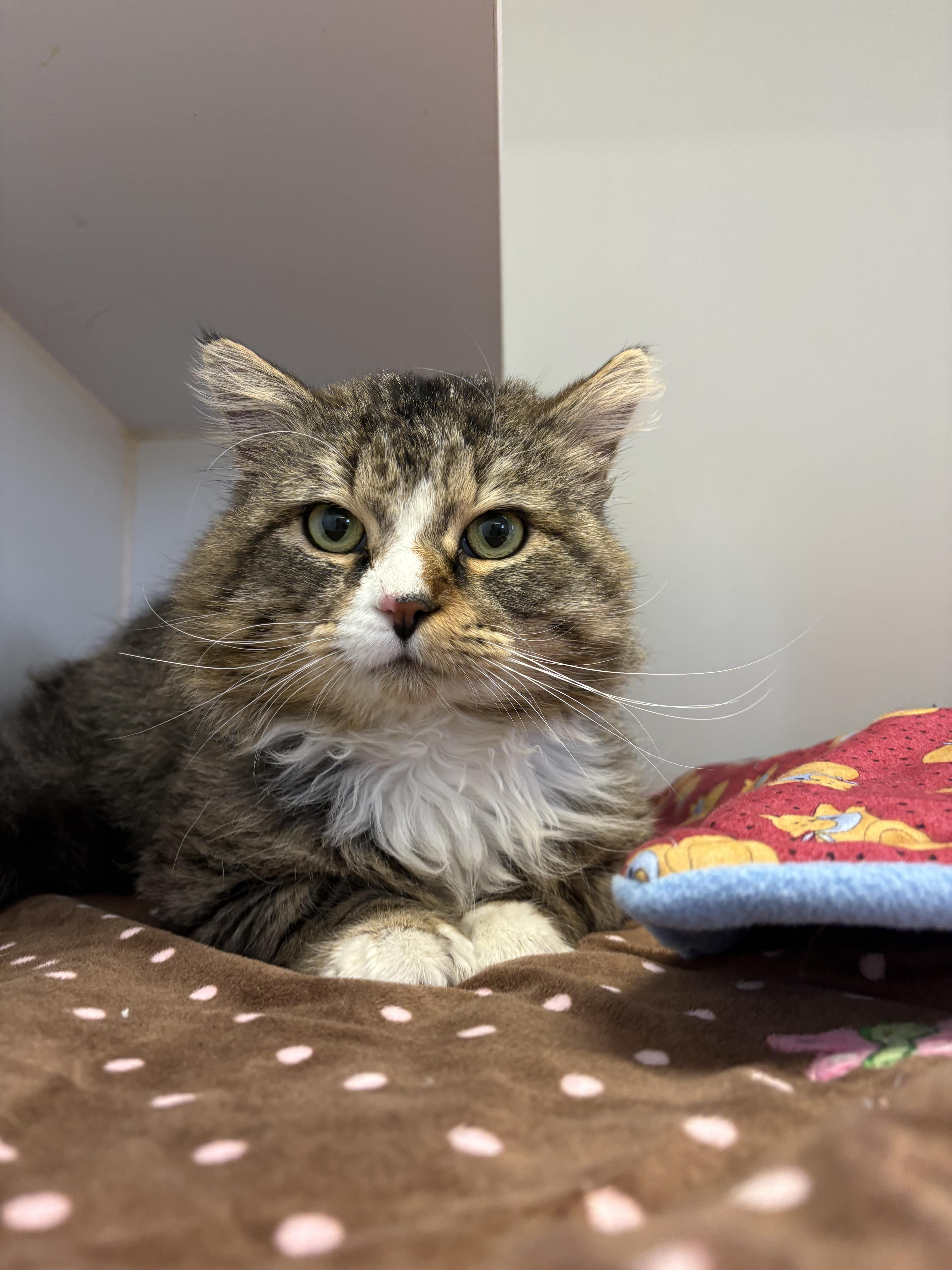 Enlarge Beef Stroganoff, a ADOPTABLE Domestic Long Hair in Grass Valley, CA image 2/3