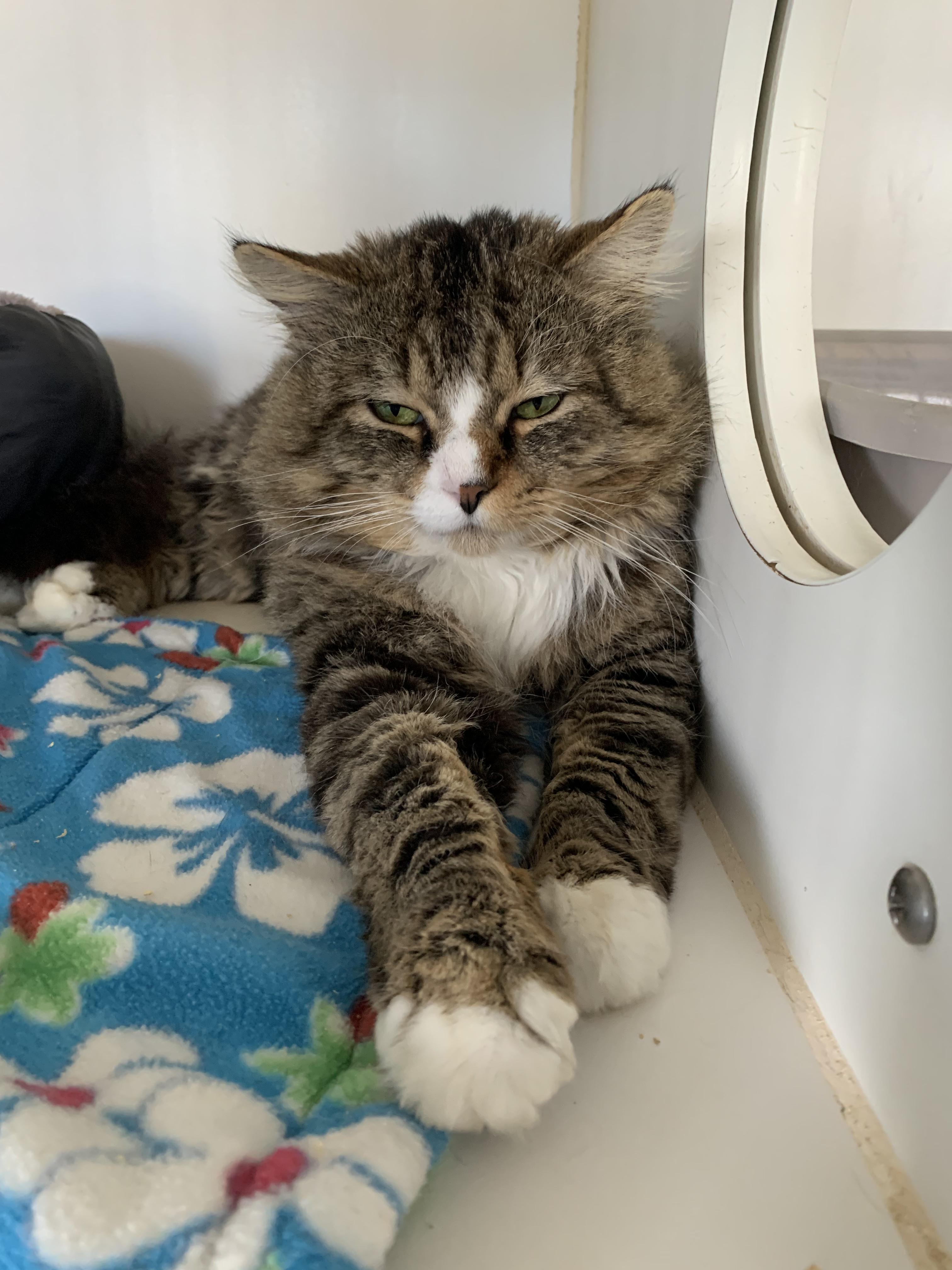 Enlarge Beef Stroganoff, a ADOPTABLE Domestic Long Hair in Grass Valley, CA image 1/3
