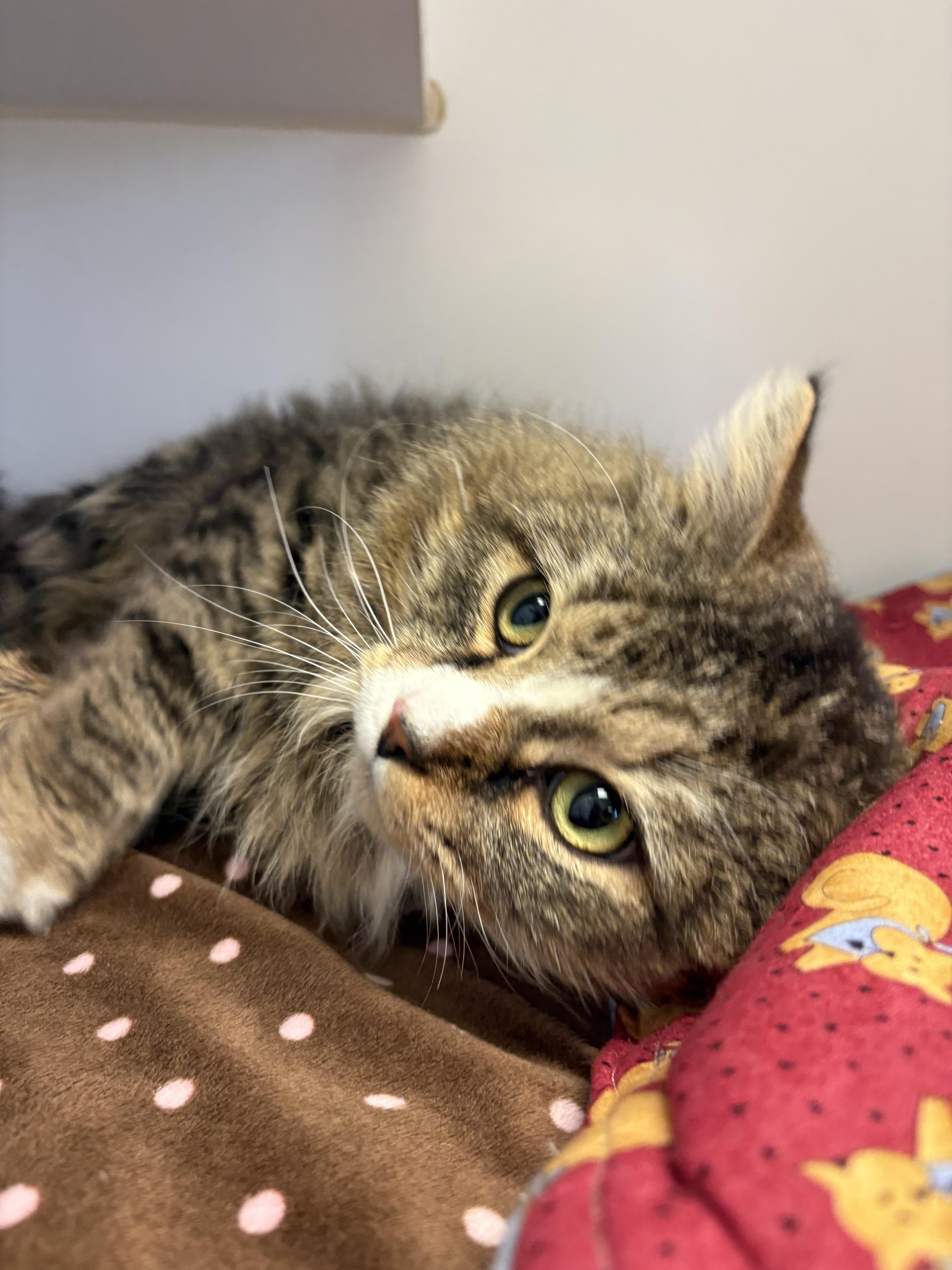 Enlarge Beef Stroganoff, a ADOPTABLE Domestic Long Hair in Grass Valley, CA image 3/3