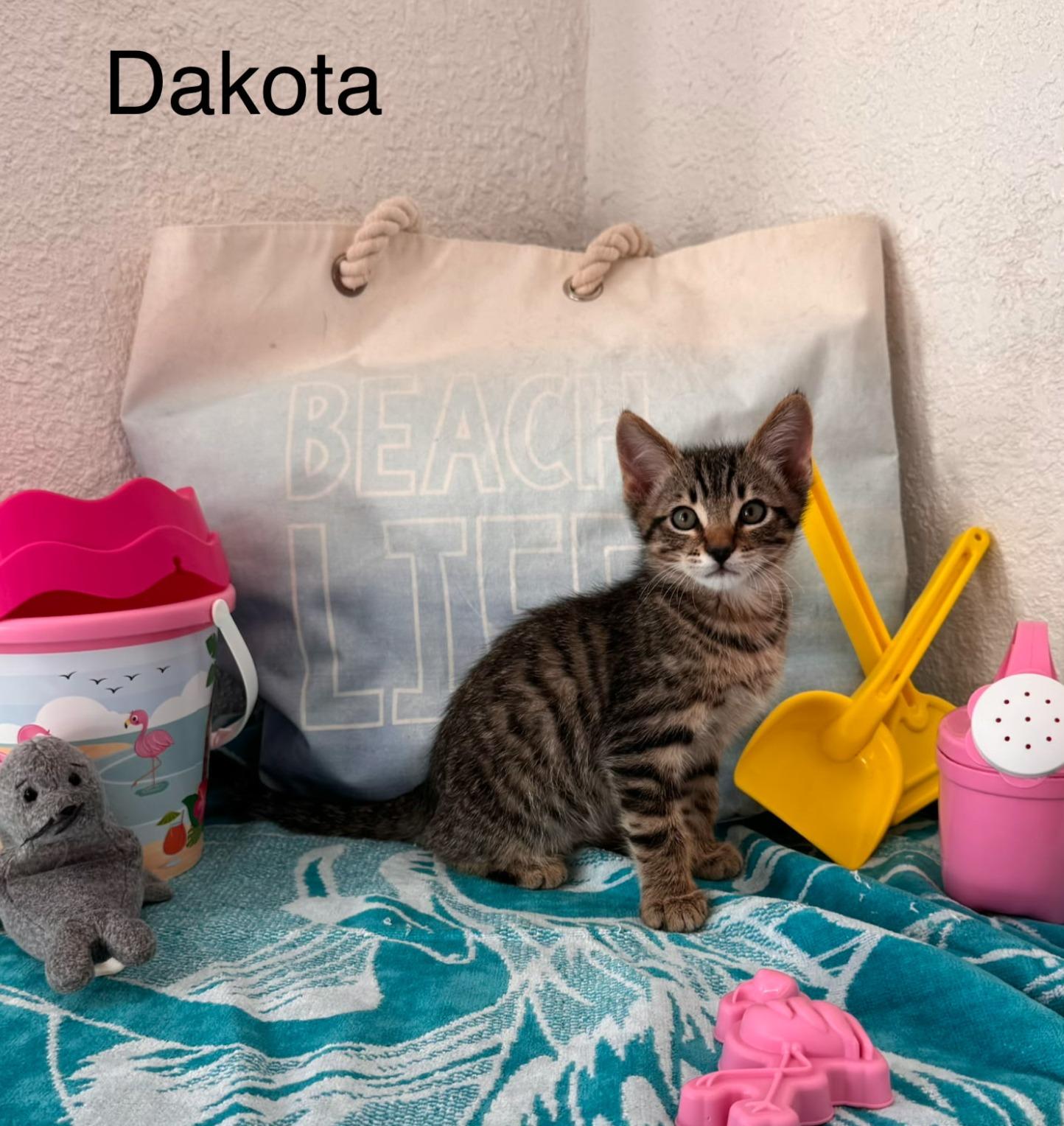 Dakota, Adoptable, Kitten Male Domestic Short Hair.