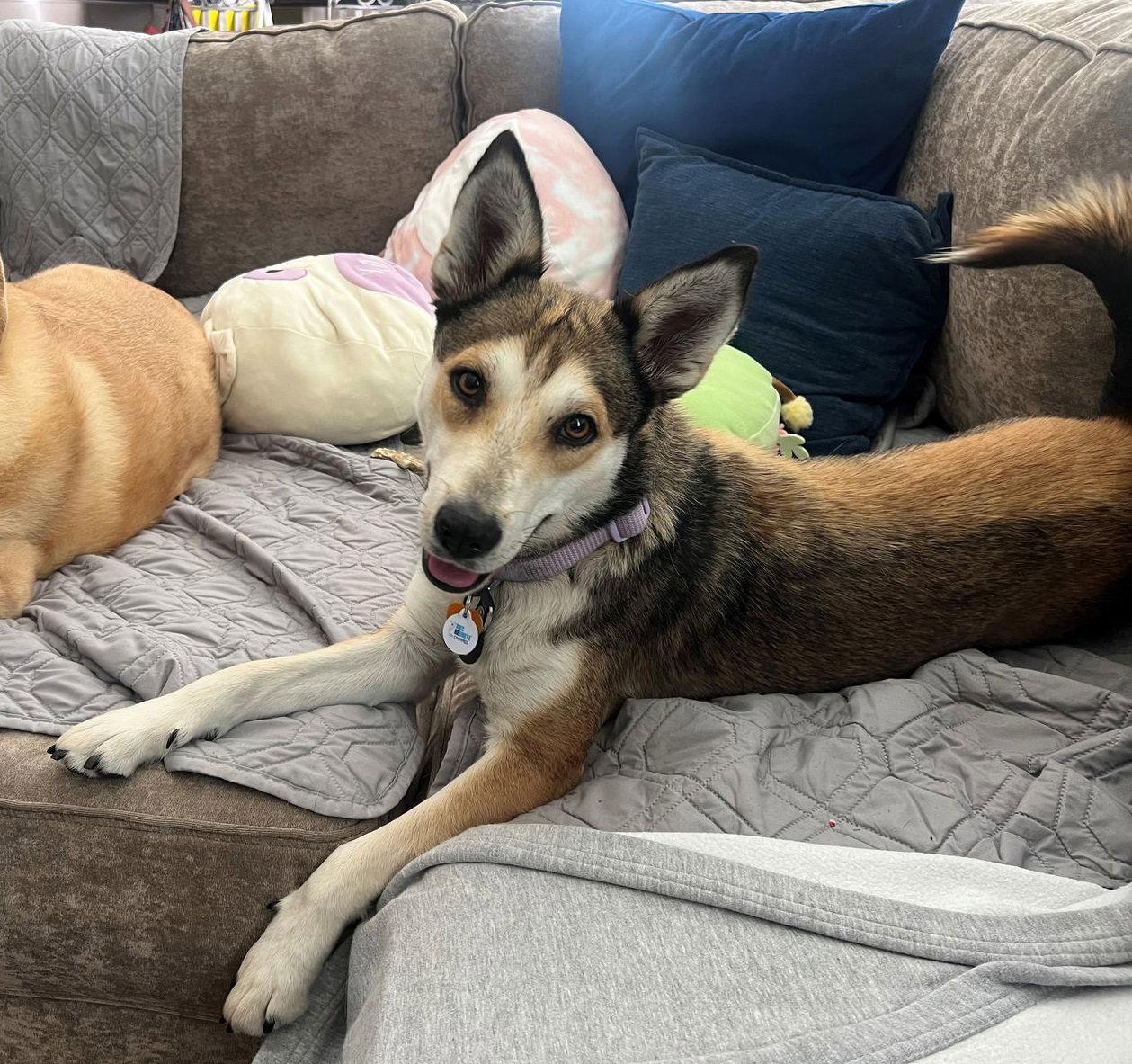 Enlarge Honey #spunky-cuddler, a Adopted mixed breed in Houston, TX image 1/3