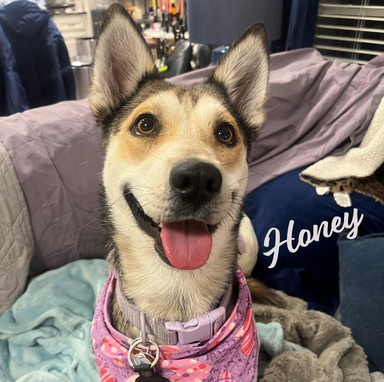 Enlarge Honey #spunky-cuddler, a Adopted mixed breed in Houston, TX image 2/3