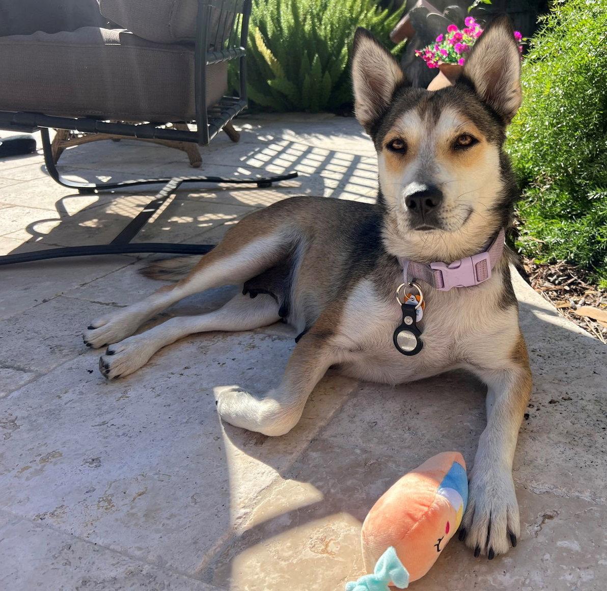 Enlarge Honey #spunky-cuddler, a Adopted mixed breed in Houston, TX image 3/3